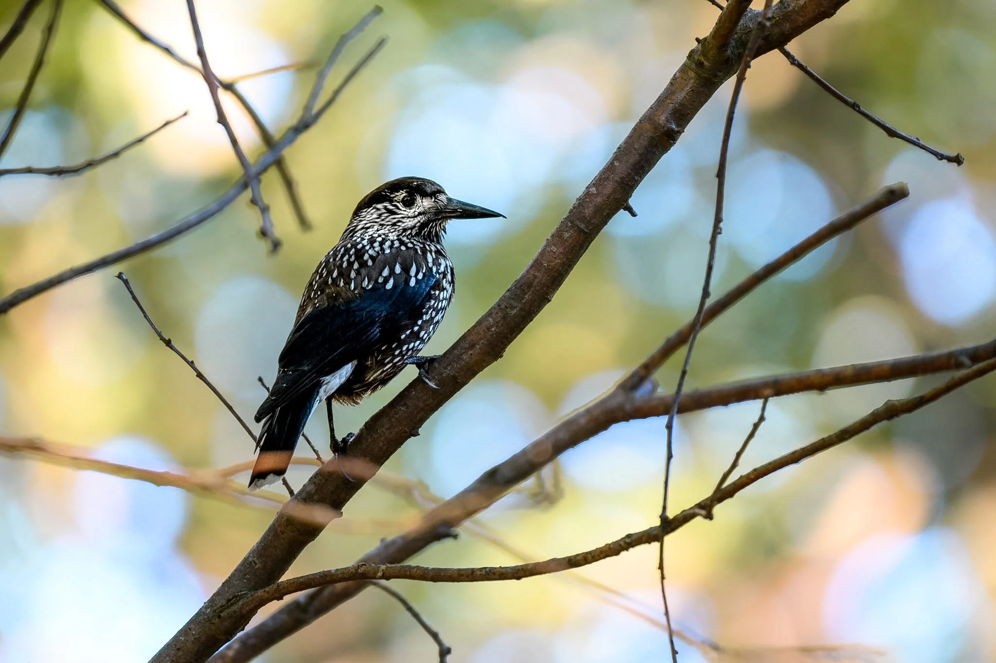 Northern Nutcracker.jpg