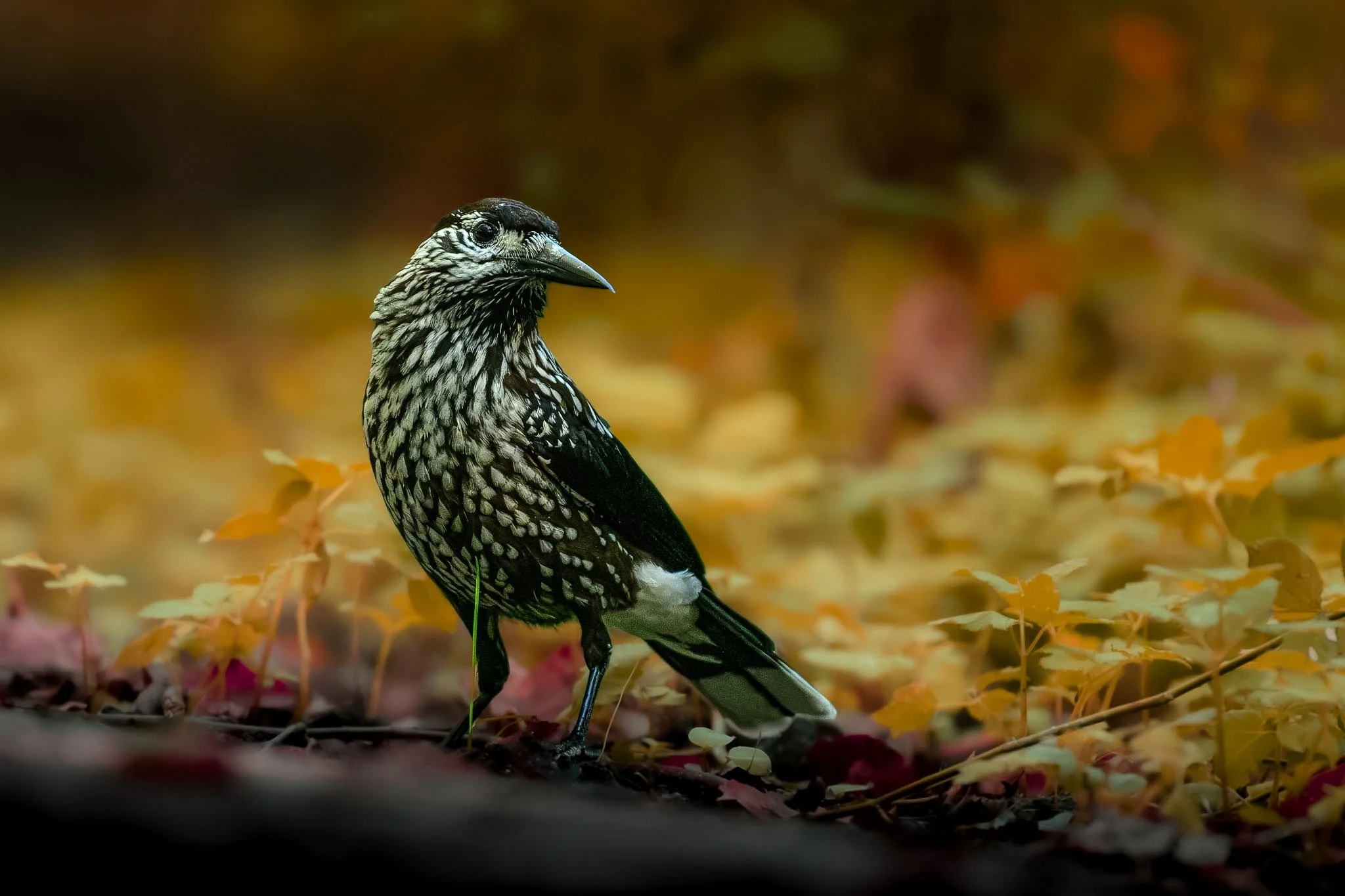 Northern Nutcracker.jpg