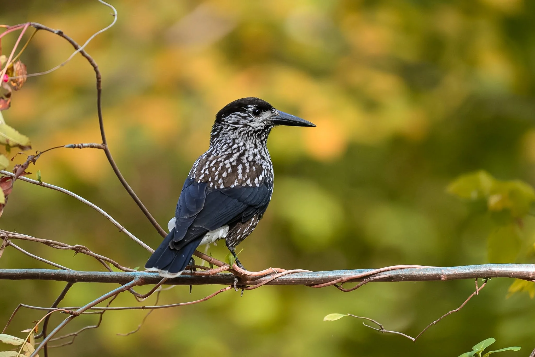 Northern Nutcracker.jpg