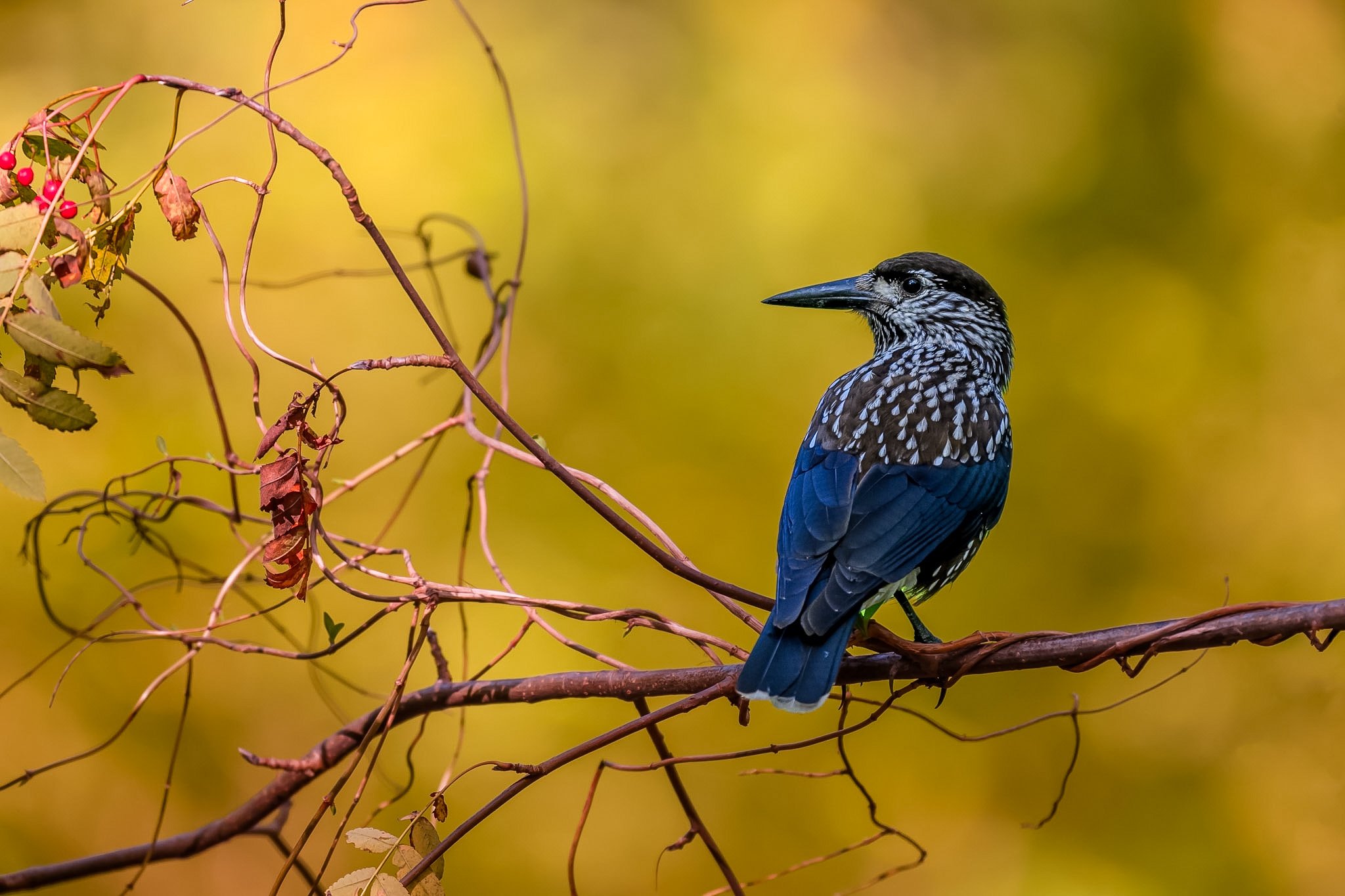 Northern Nutcracker.jpg