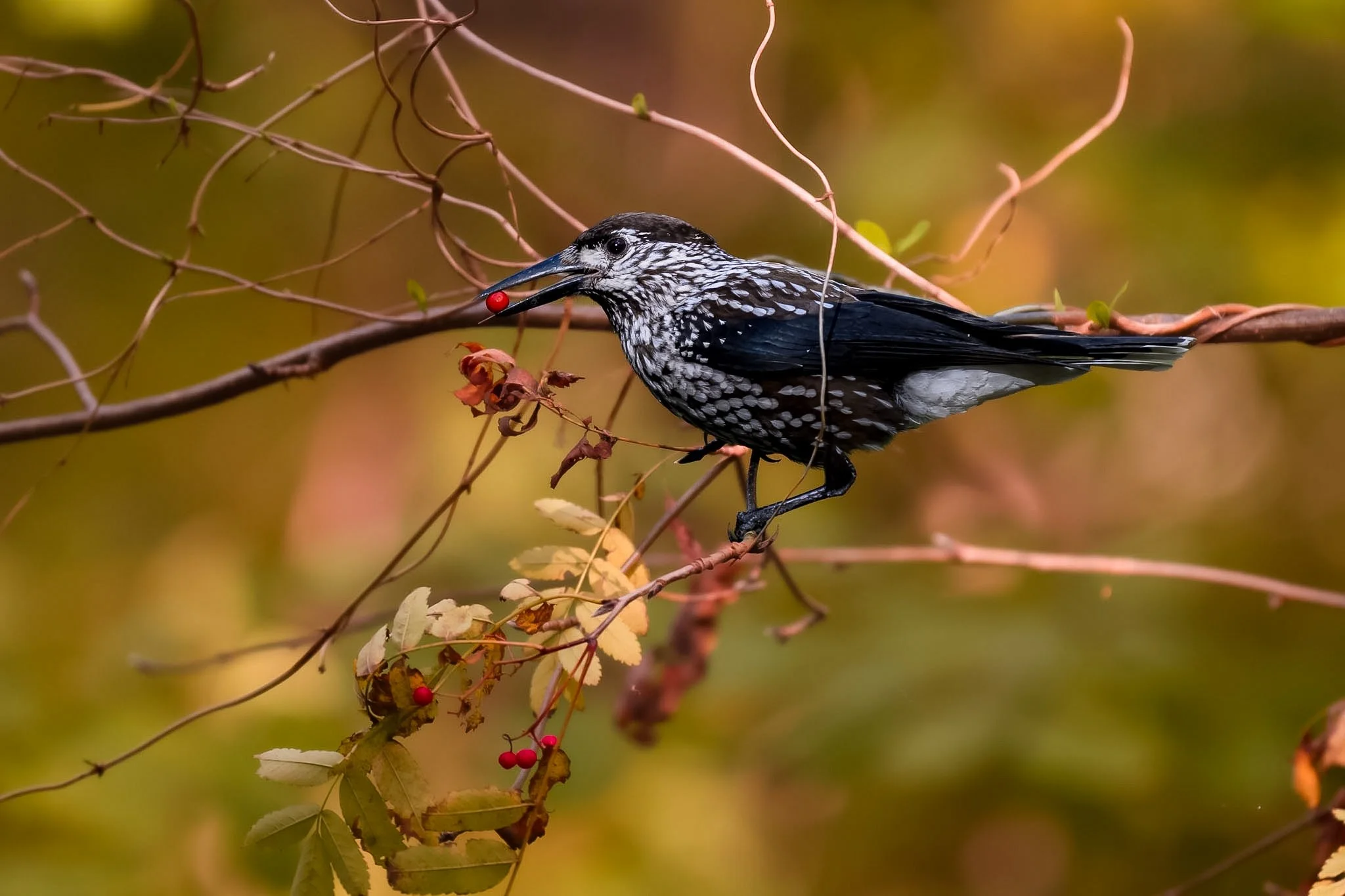 Northern Nutcracker.jpg