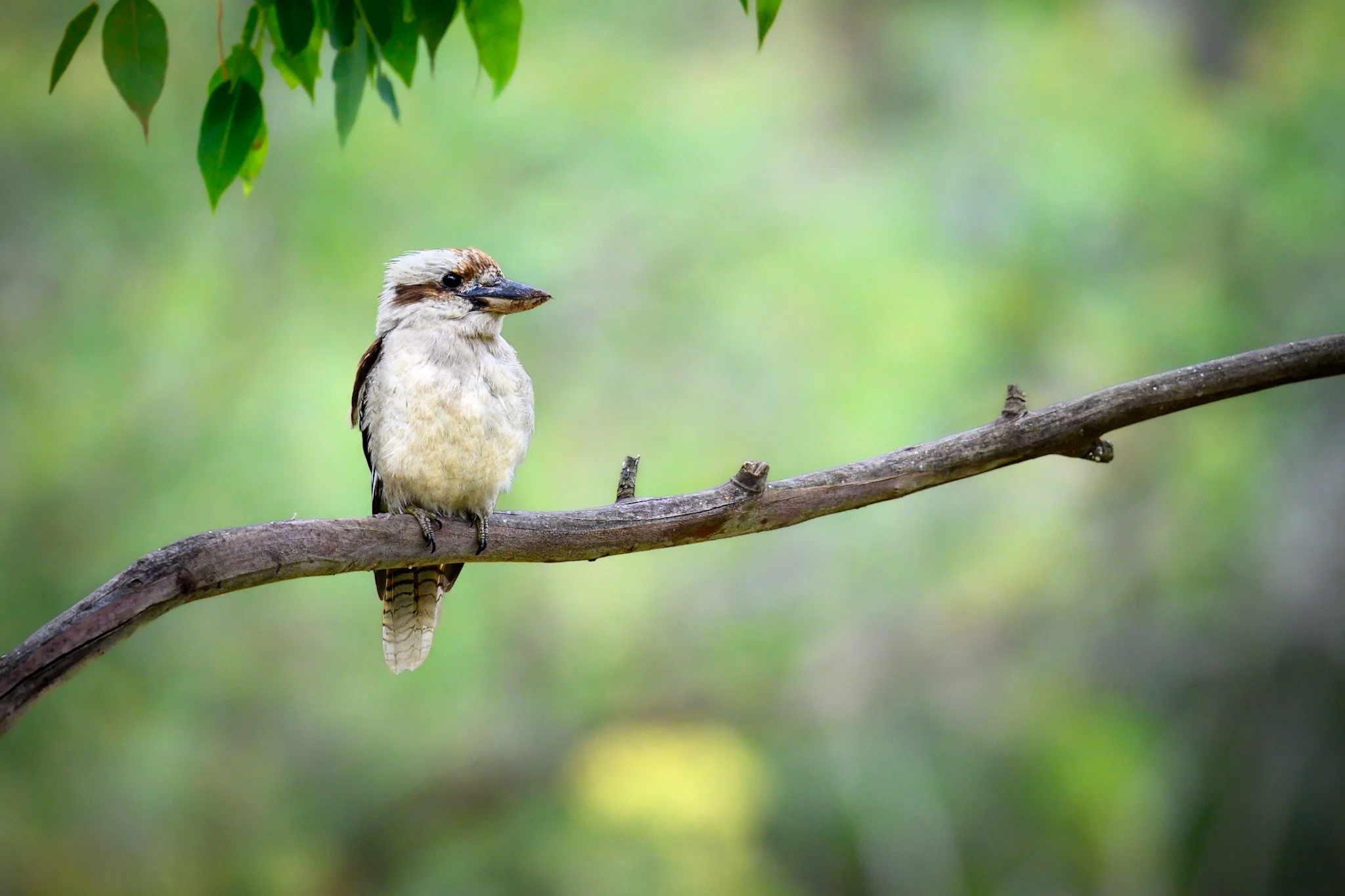 Laughing Kookaburra 1.jpg