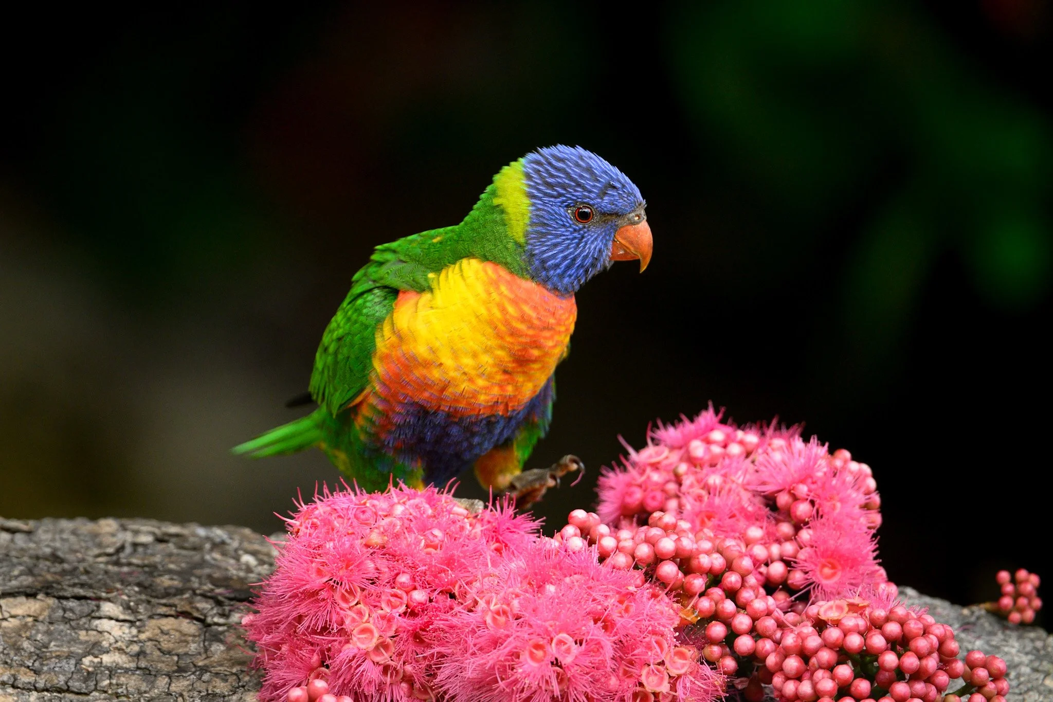 Rainbow Lorikeet 2.jpg