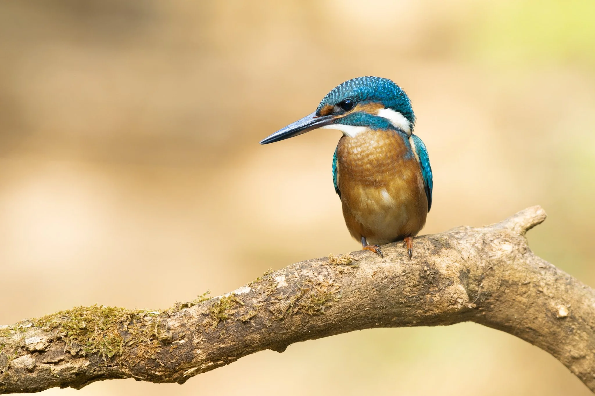 Common Kingfisher 1.jpg
