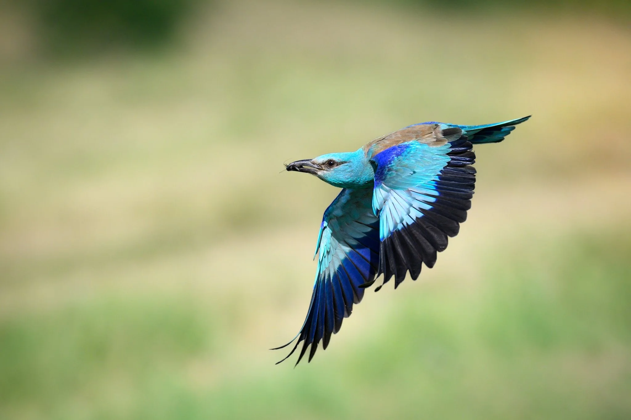 European Roller 2.jpg
