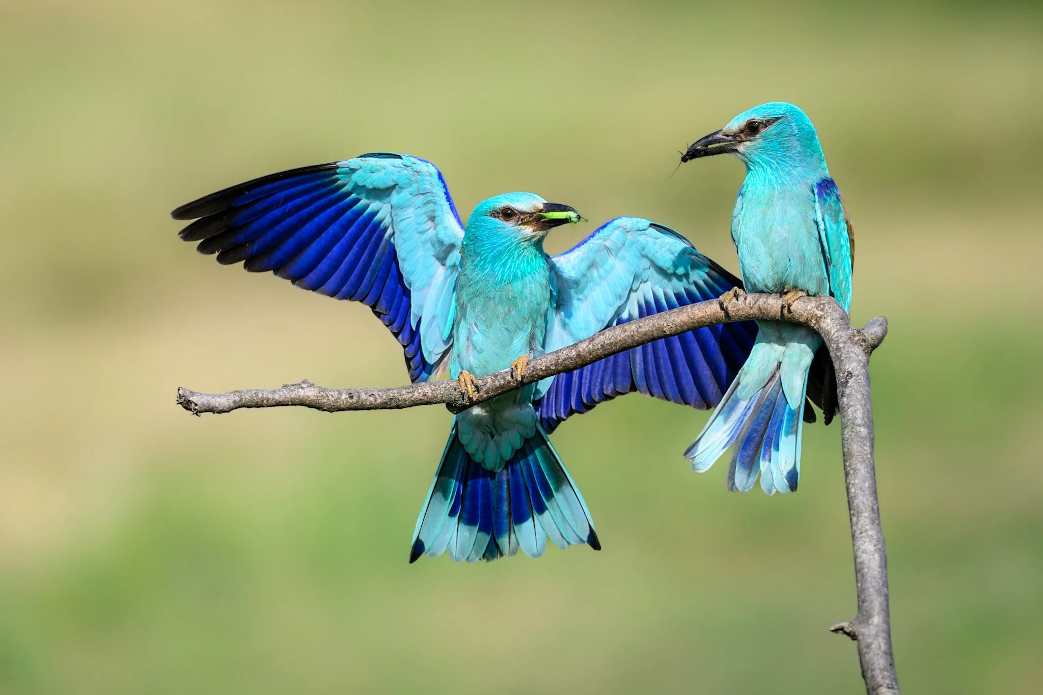 European Roller 1.jpg