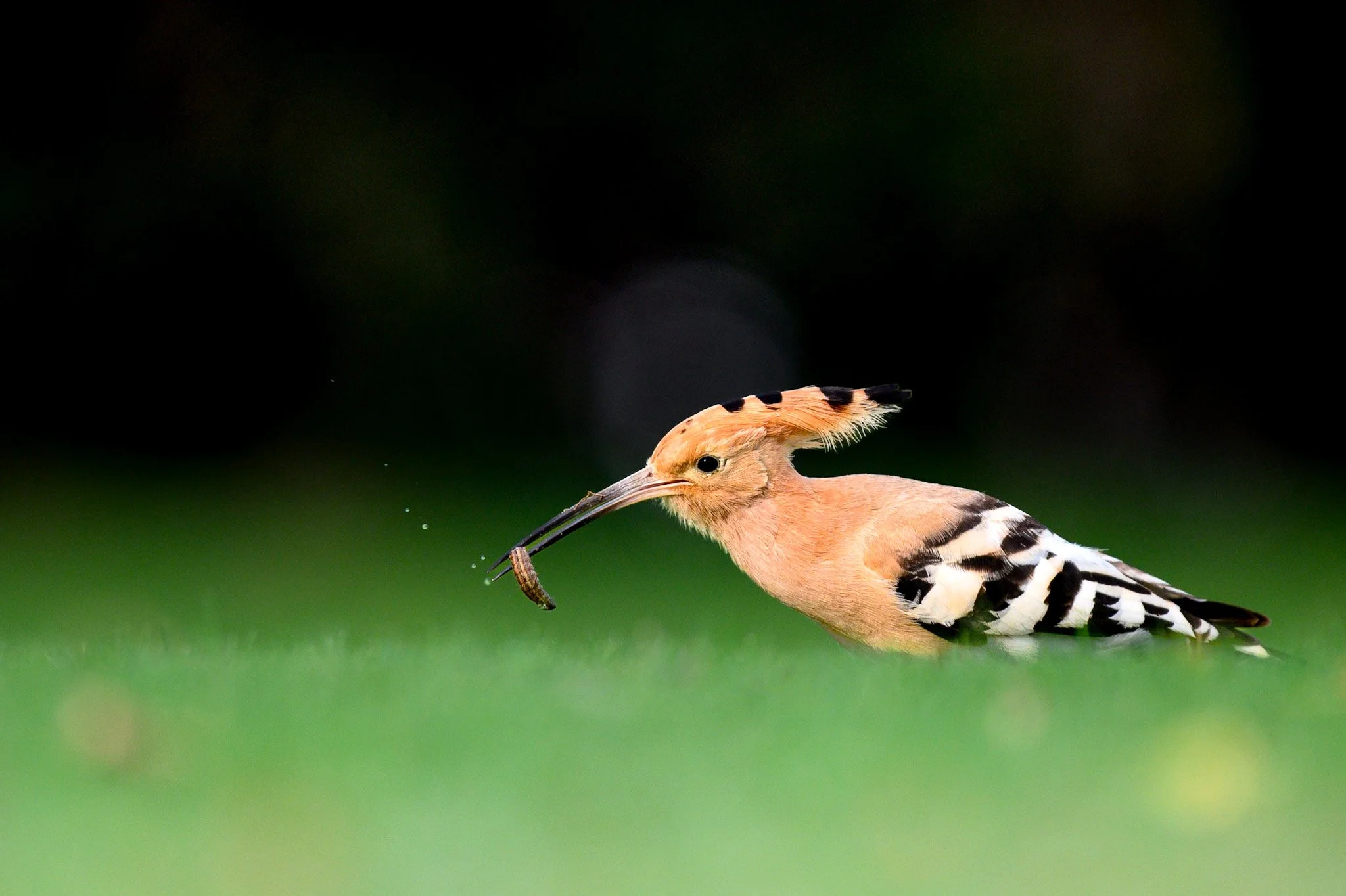 Eurasian Hoopoe 1.jpg