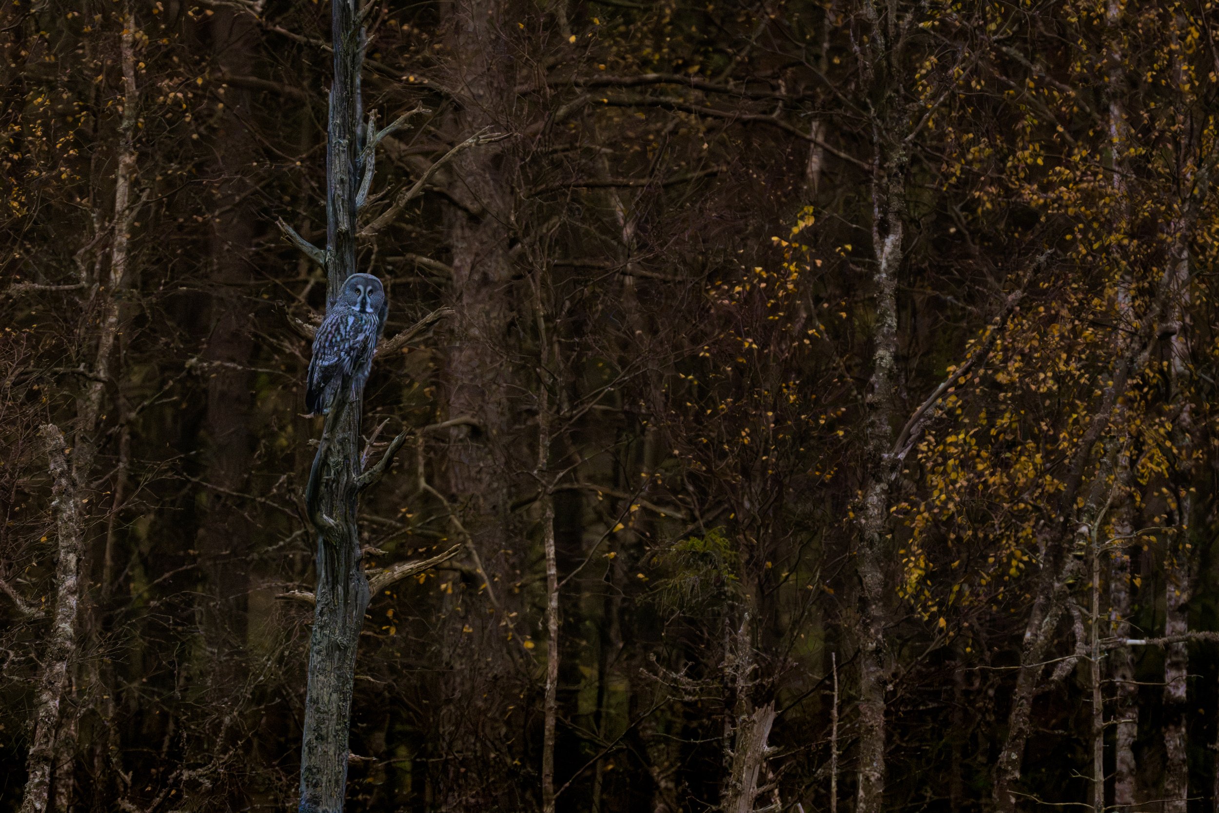 Great Grey Owl