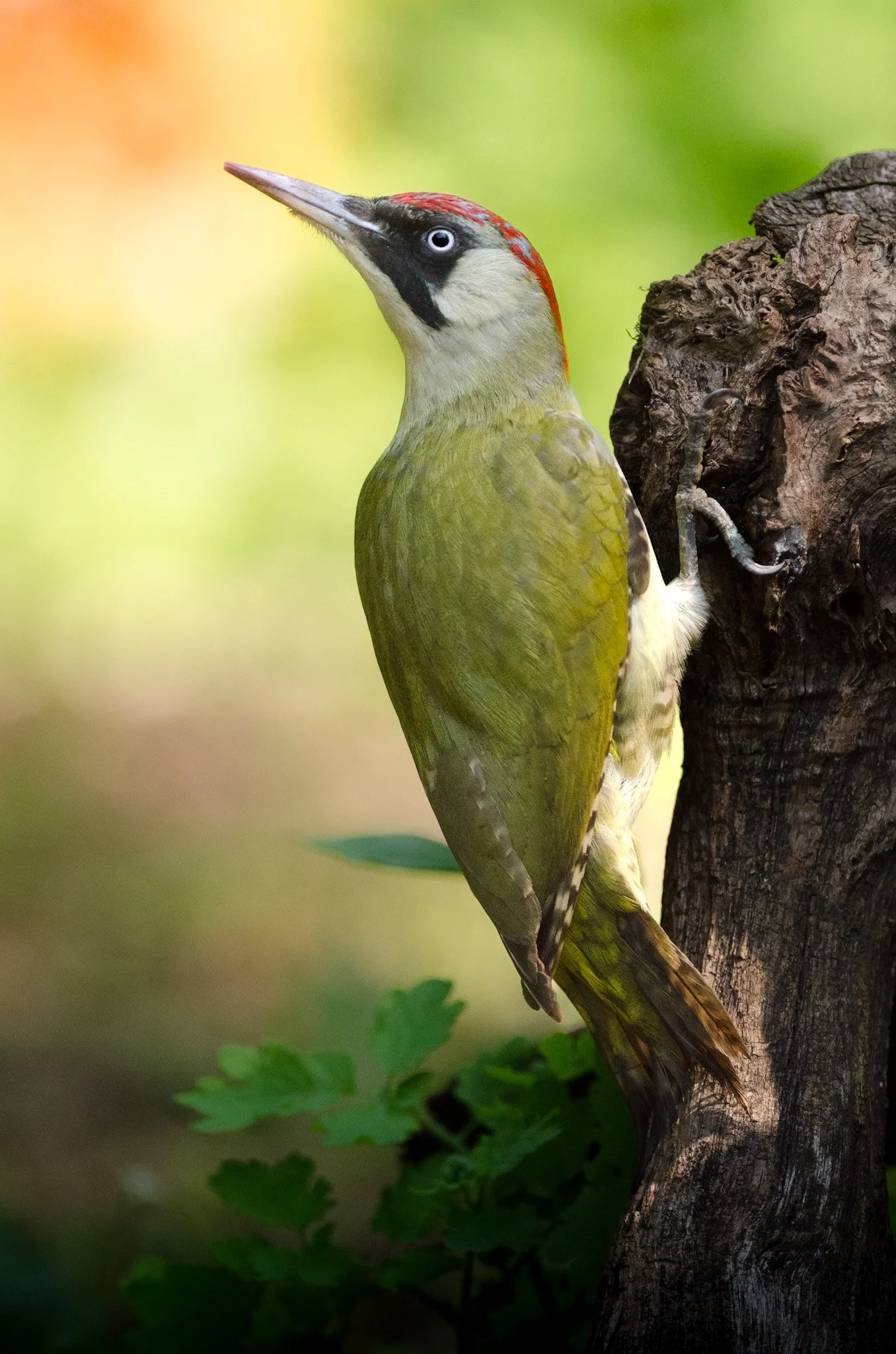 Eurasian Green Woodpecker 1.jpg