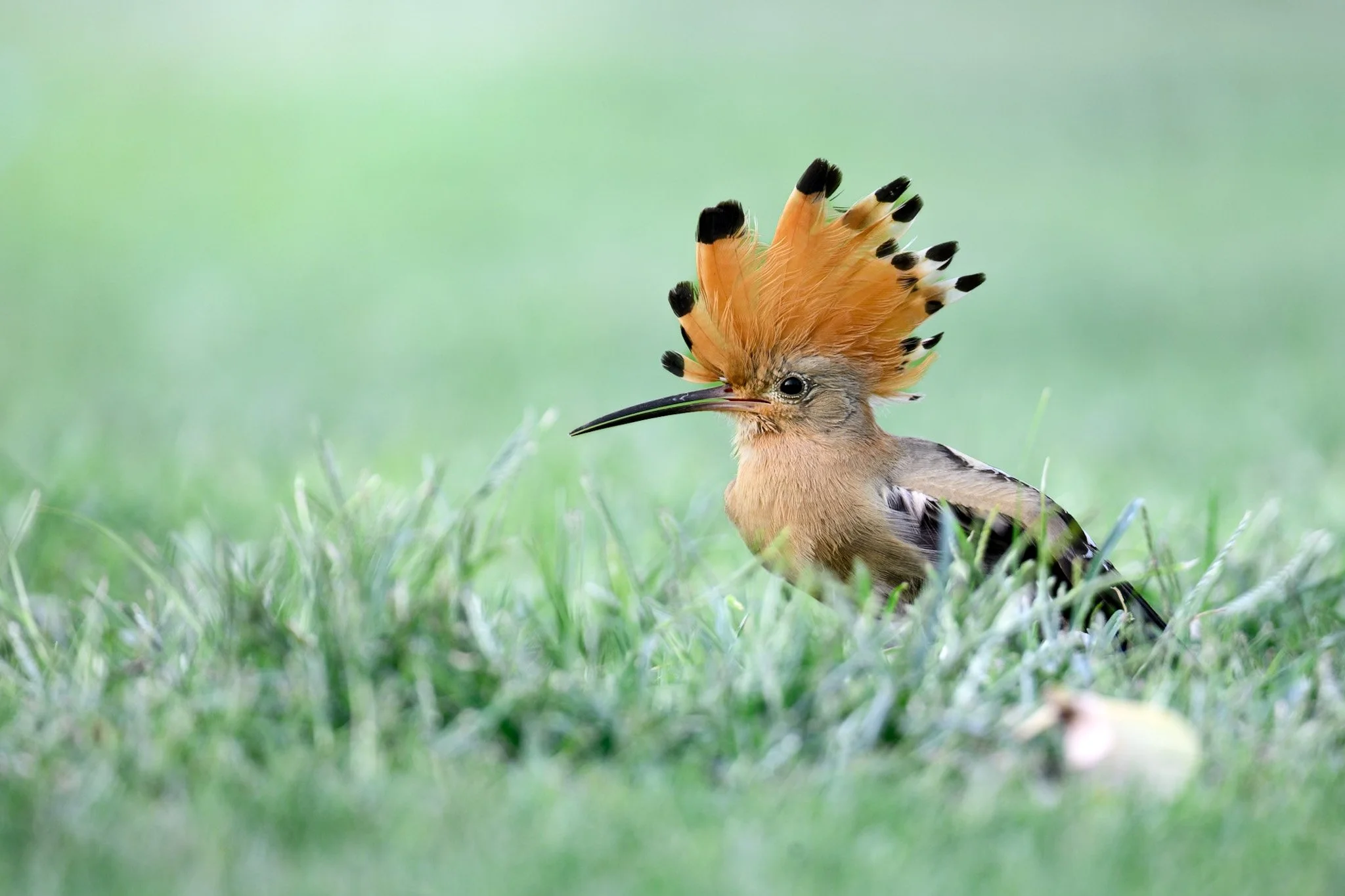 Eurasian Hoopoe 2.jpg