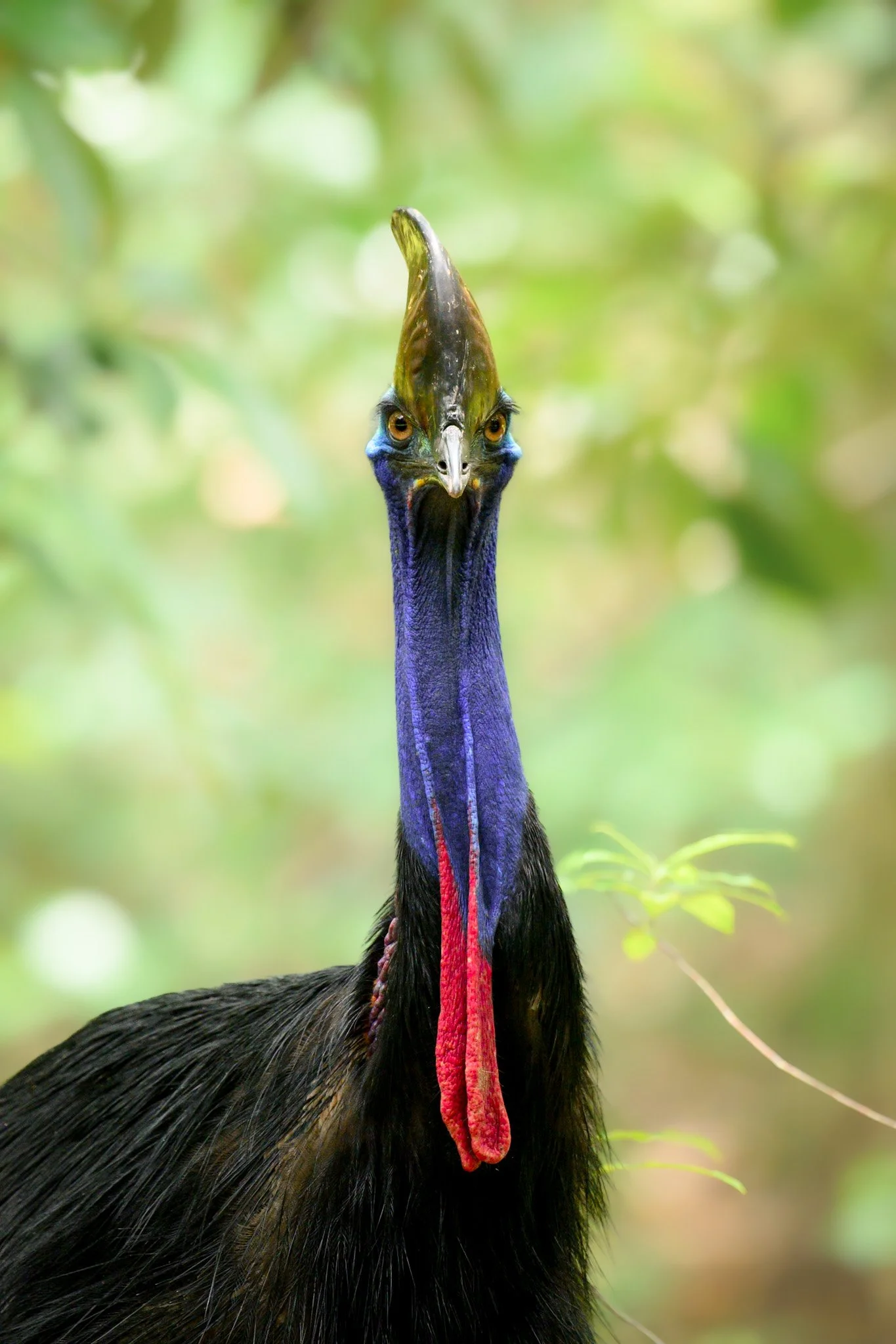 Cassowary 2.jpg