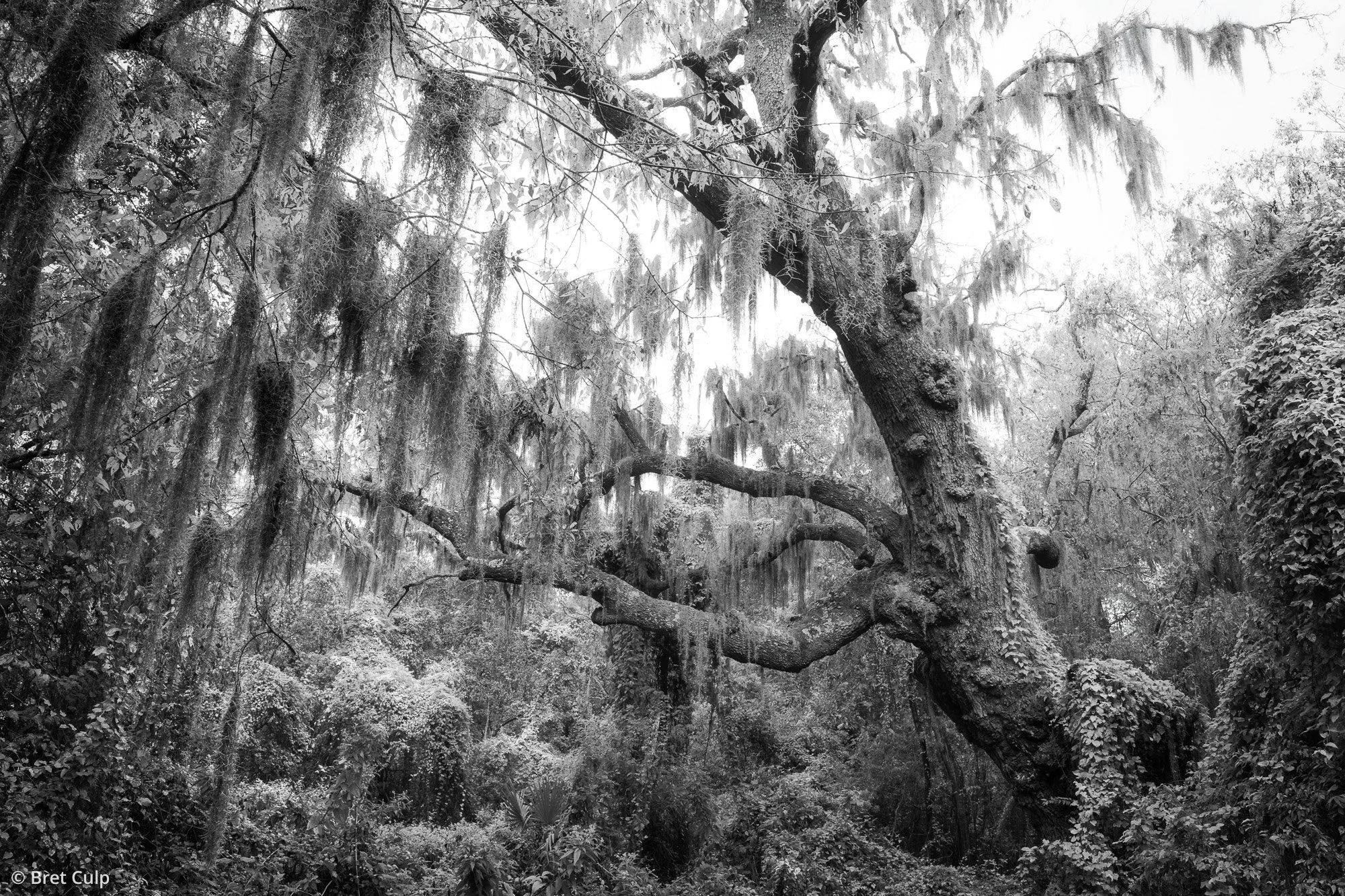 A black and white photo of a live oak tree with Spanish moss on Dauphin Island, Alabama, by Bret Culp.