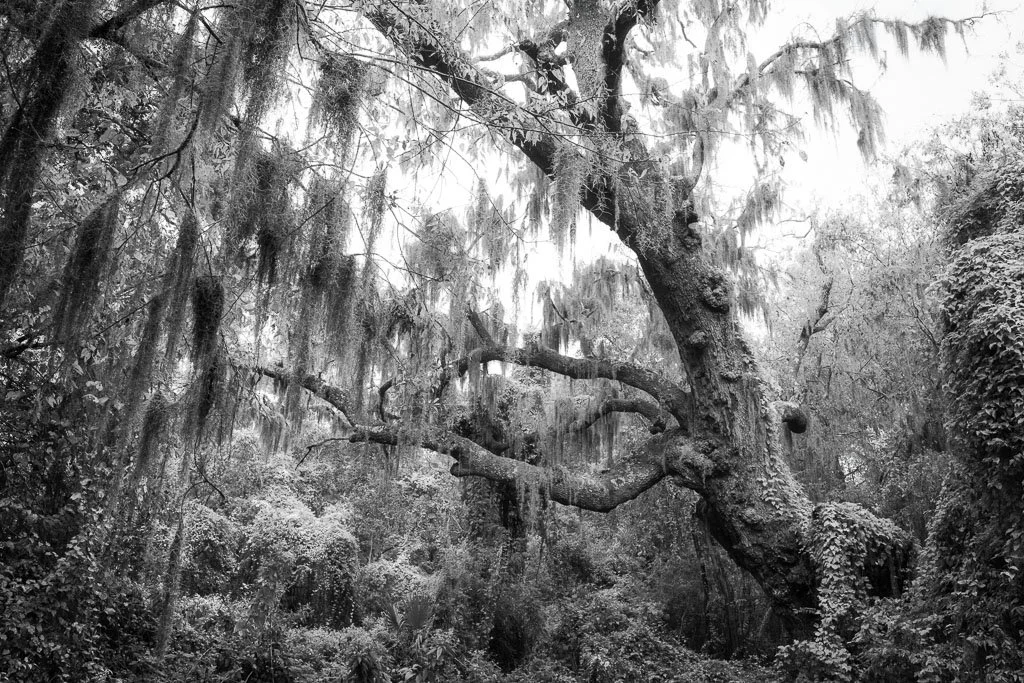 DAUPHIN ISLAND LIVE OAK