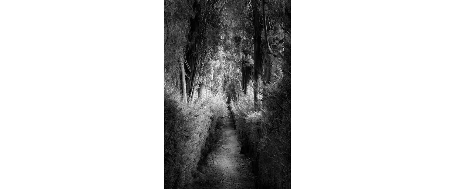 Black and white photograph of a hedgerow path in a Tuscan garden, Tuscany, Italy by Bret Culp, featured in the testimonials section on the homepage.