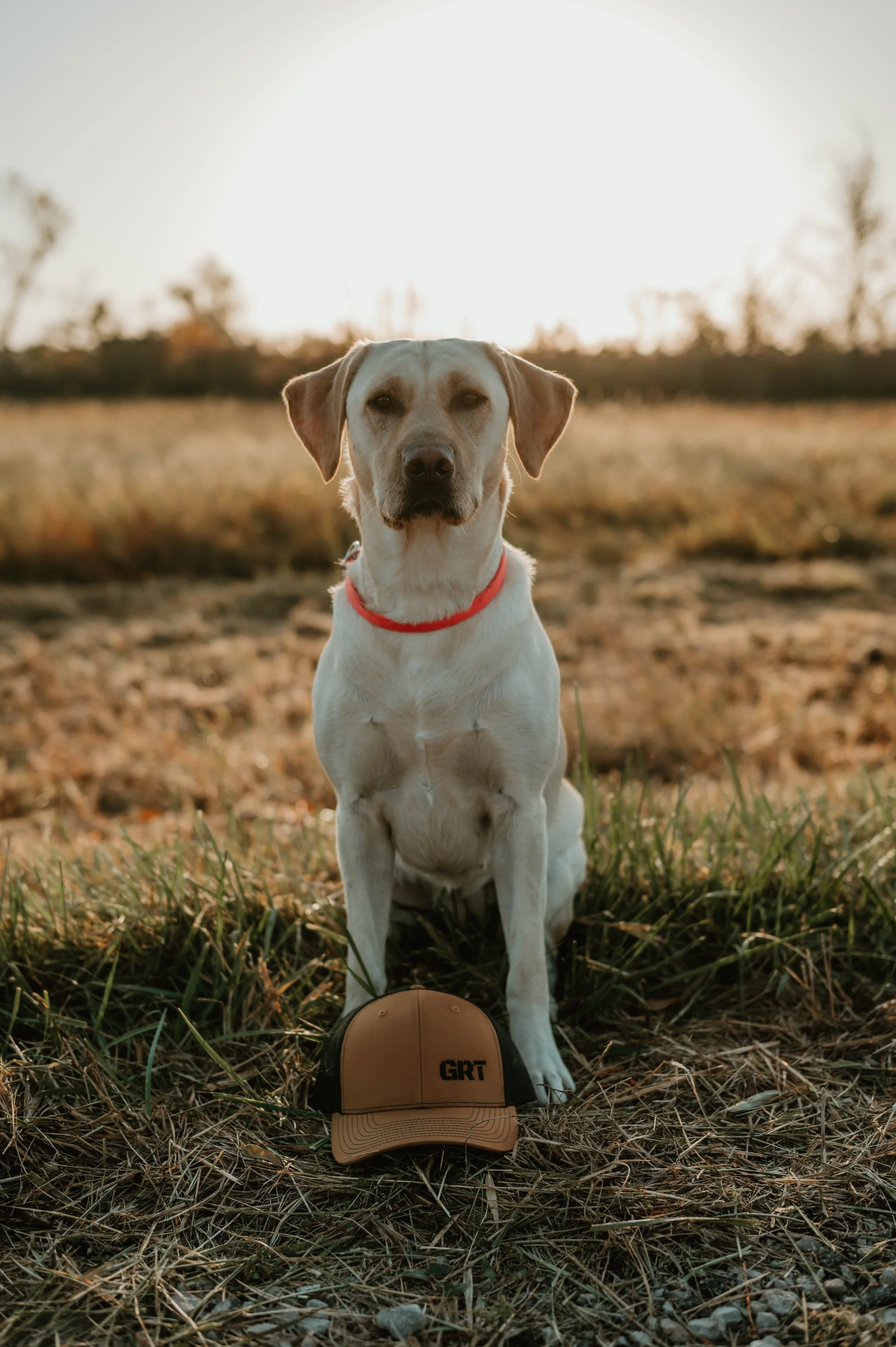 Labrador retriever dog sitting outdoors with a tan trucker hat in front of him, grass and trees in the background at sunset.