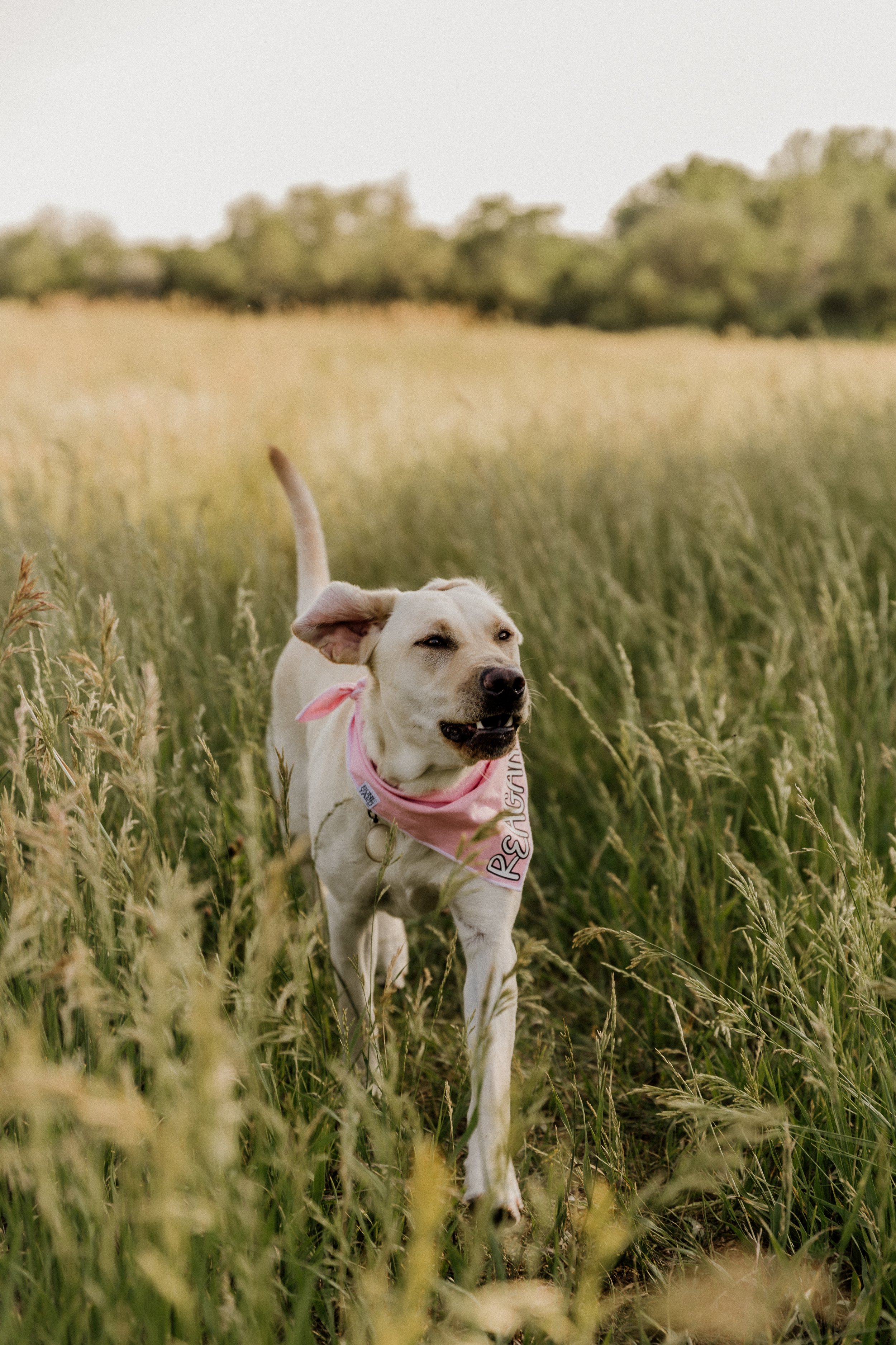 A light-colored dog wearing a pink bandana running through tall grass in a field with trees in the background.