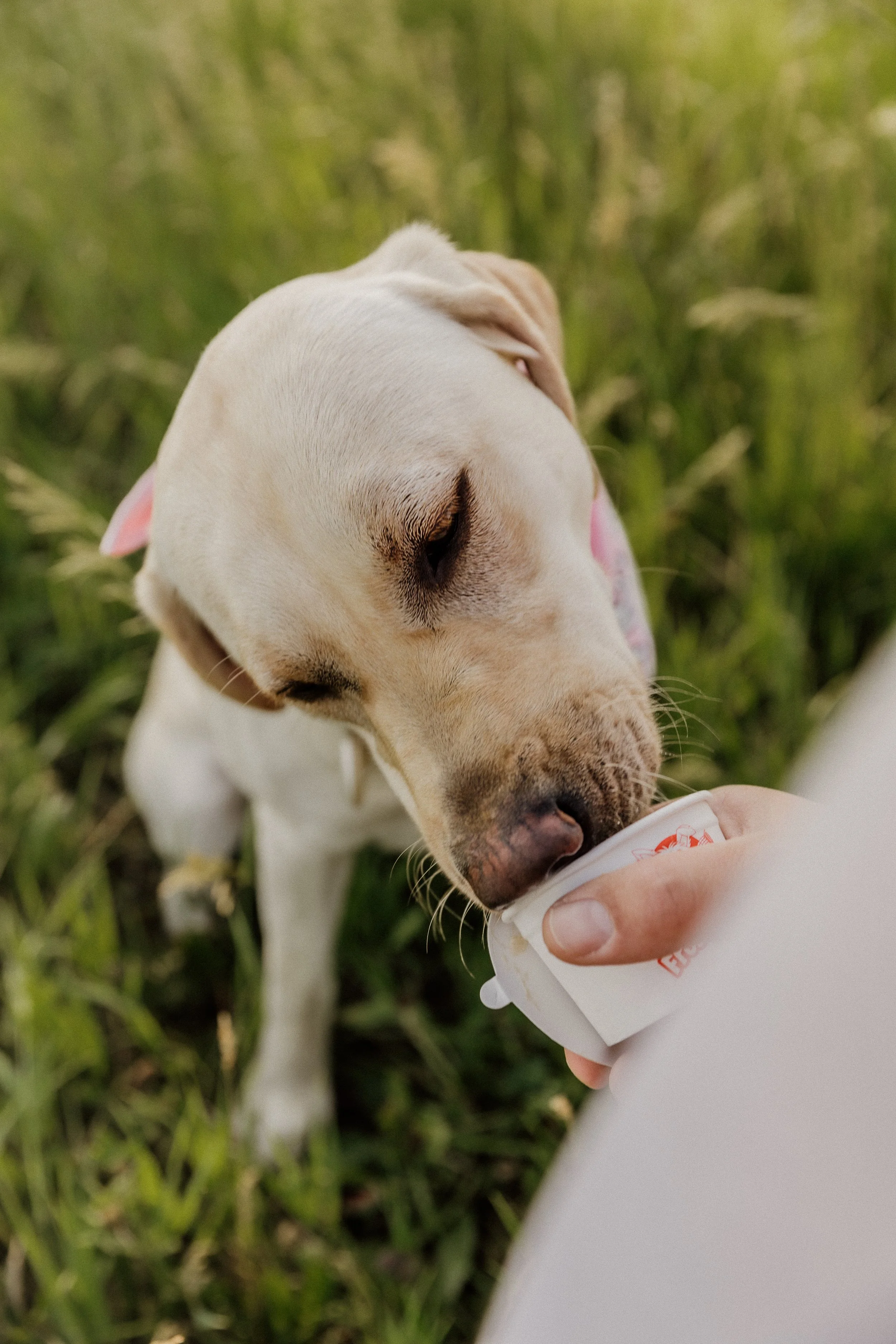 A yellow Labrador Retriever puppy drinking from a small paper cup held by a person's hand outdoors in a grassy area.