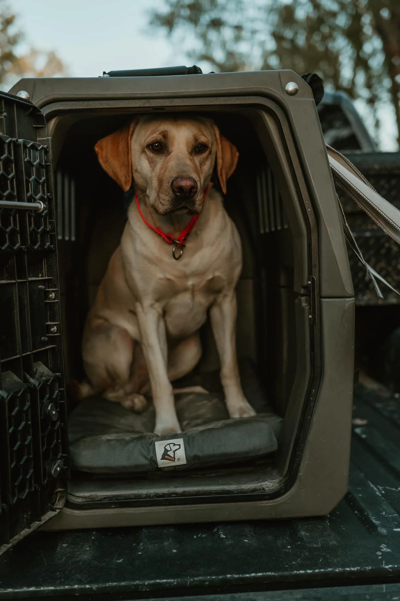 A yellow Labrador retriever sitting inside a pet carrier with a red collar, outdoors with trees in the background.
