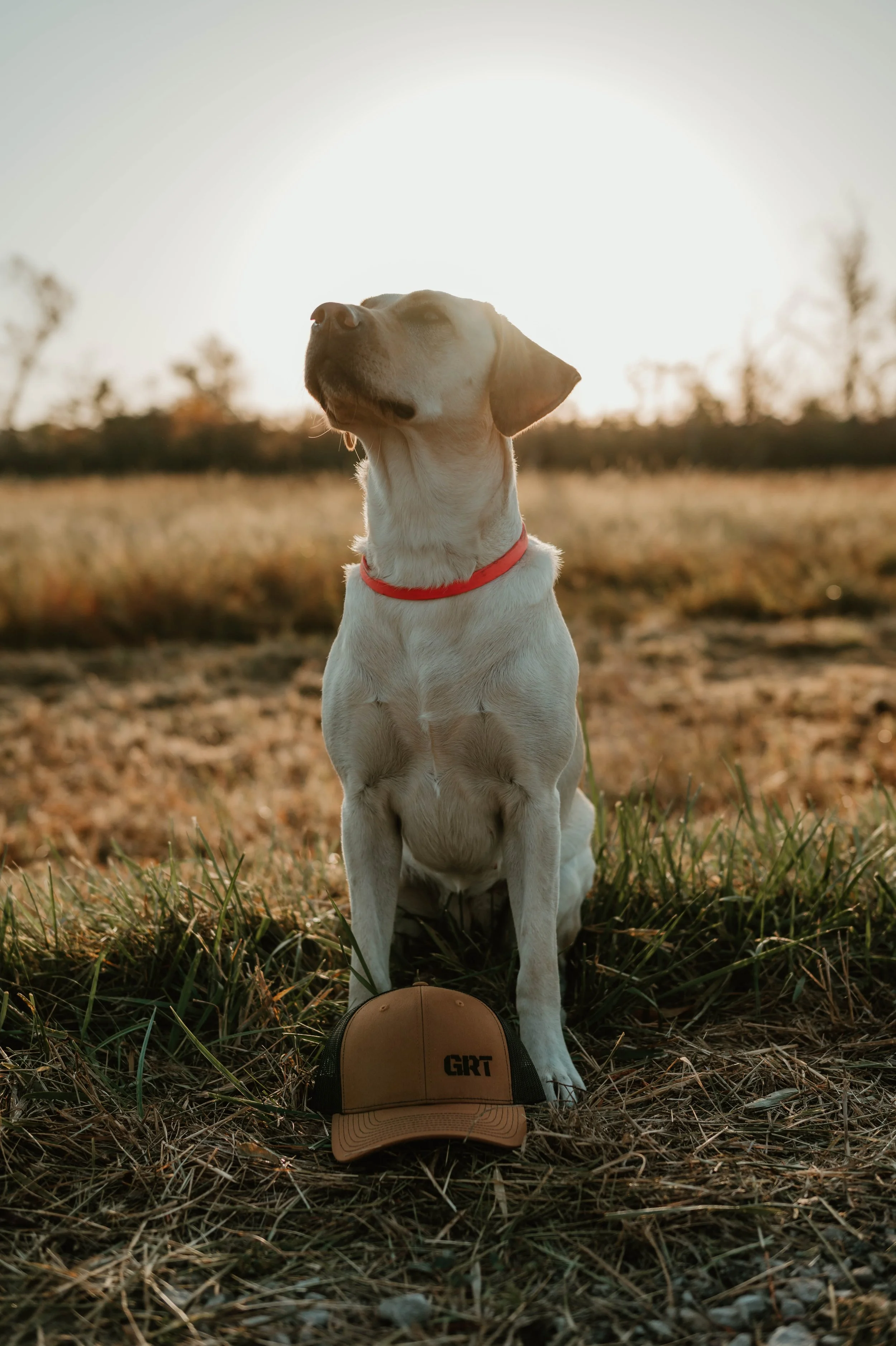 A dog sitting outdoors at sunset with a cap on the ground in front of it. The dog is wearing a red collar and appears to be a Labrador Retriever or similar breed.