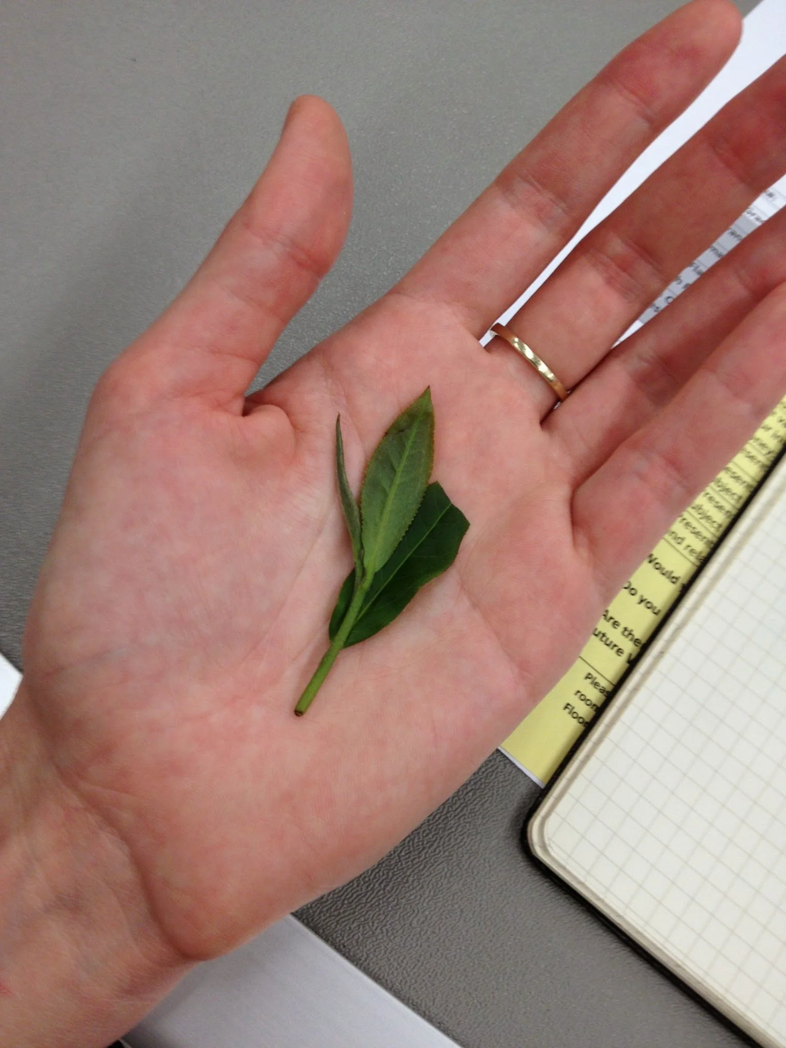 Two Leaves and a Bud