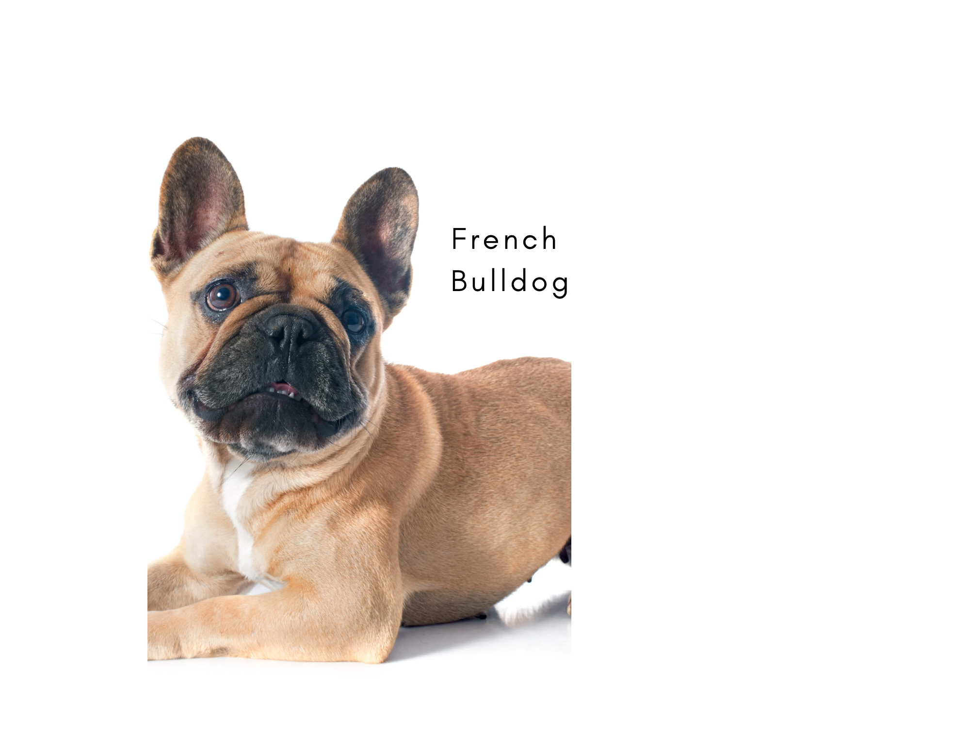 French Bulldog.png