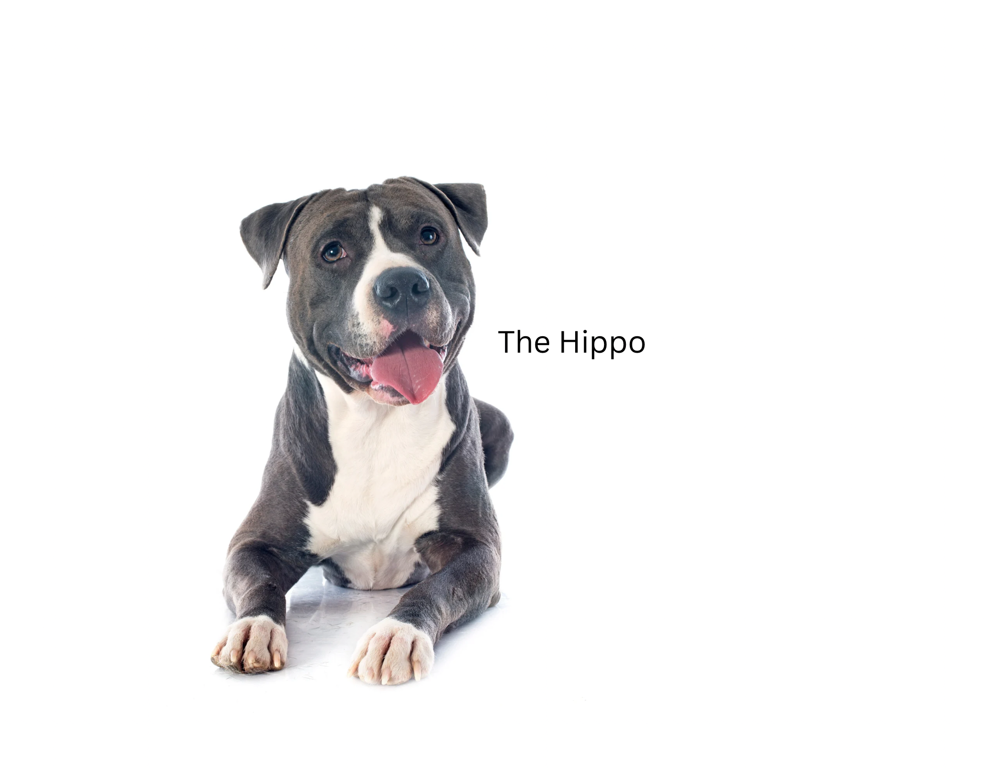 French Bulldog.png