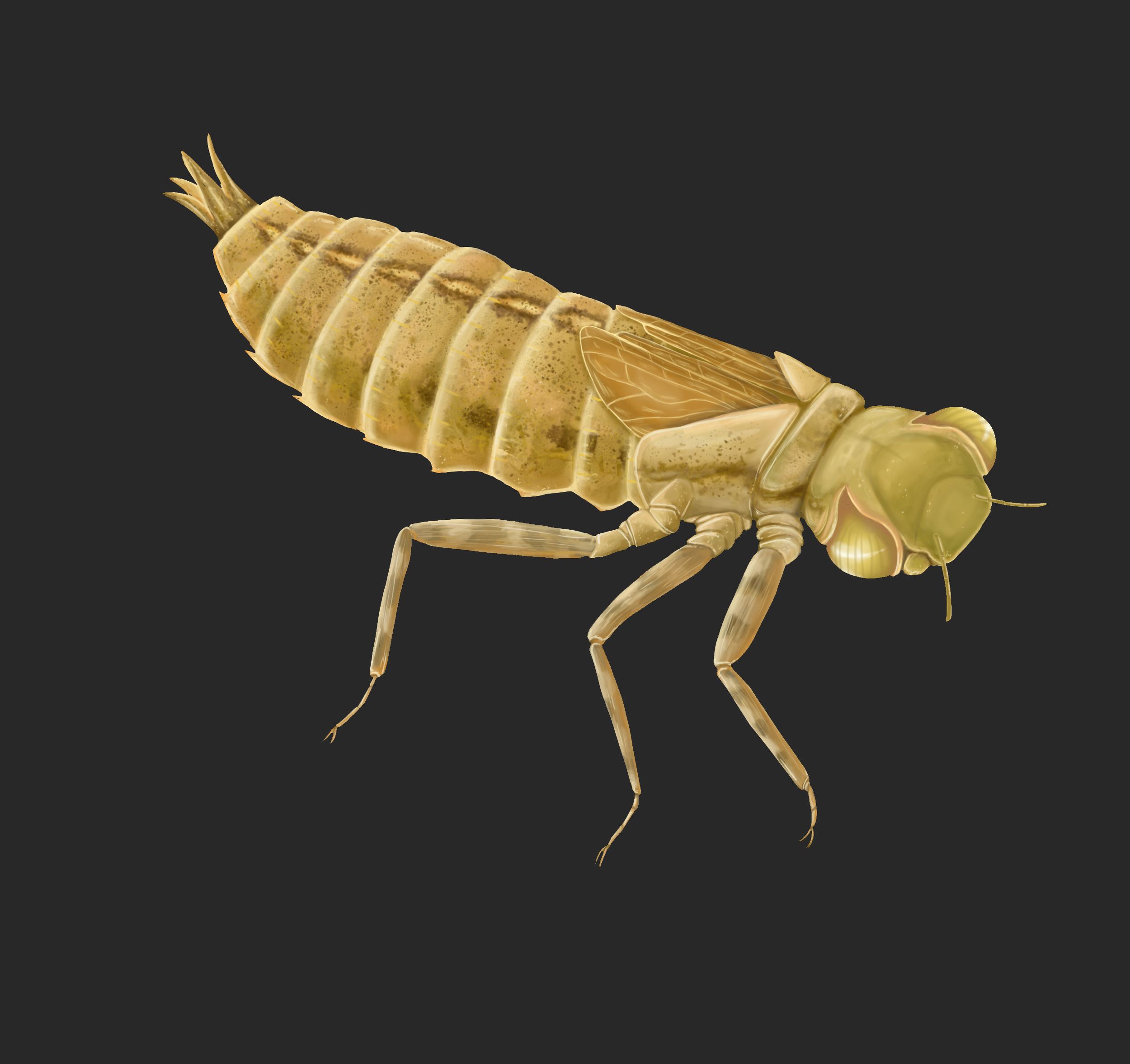 aeshnidae nymph_v2.png