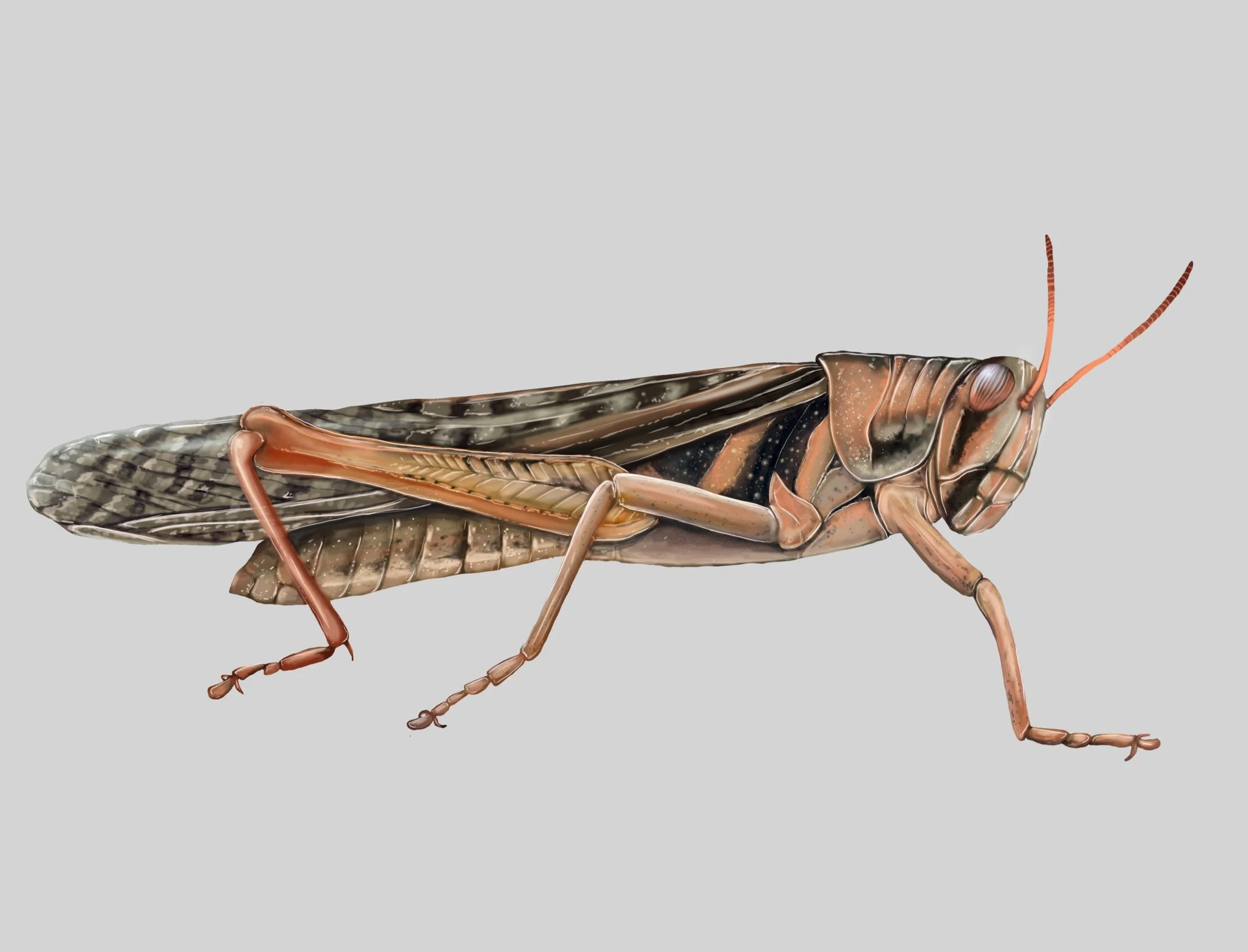 grasshopper.jpg