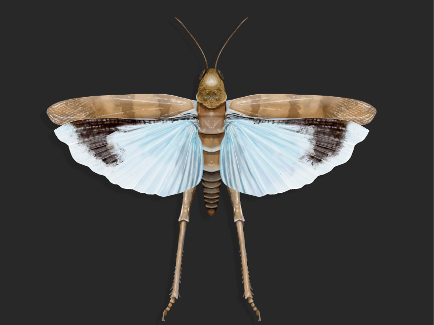 Tundra_grillos_3.png