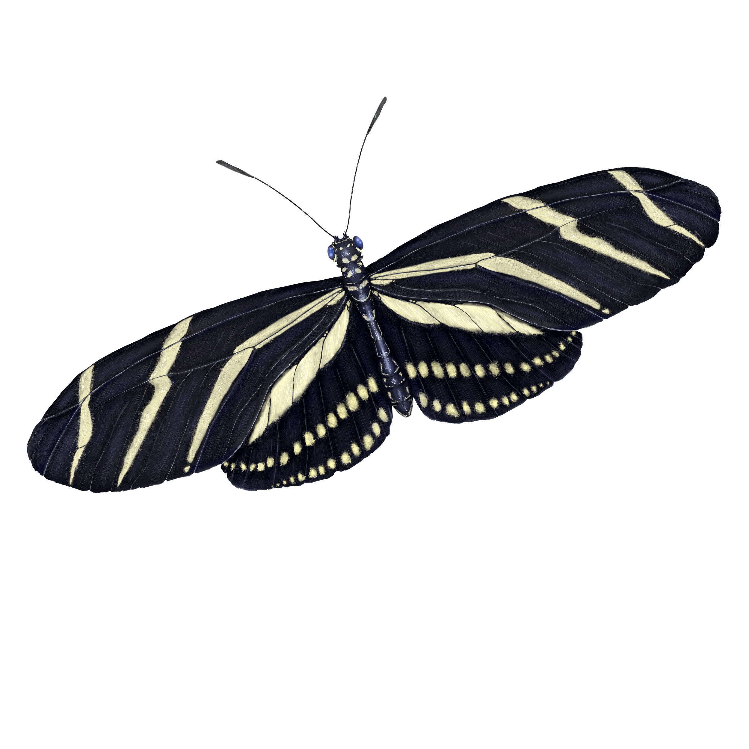 longwing zebra buterfly-v1-contrast.png