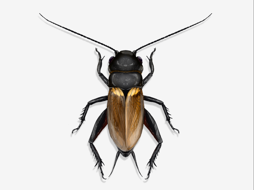 Tundra_grillos_2.png