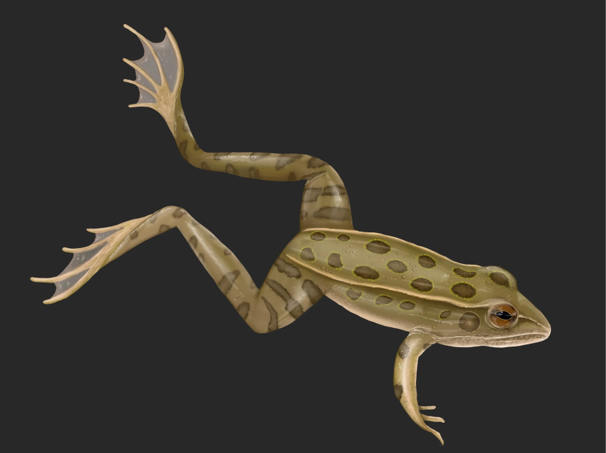 leopardfrog_sayostudio.png