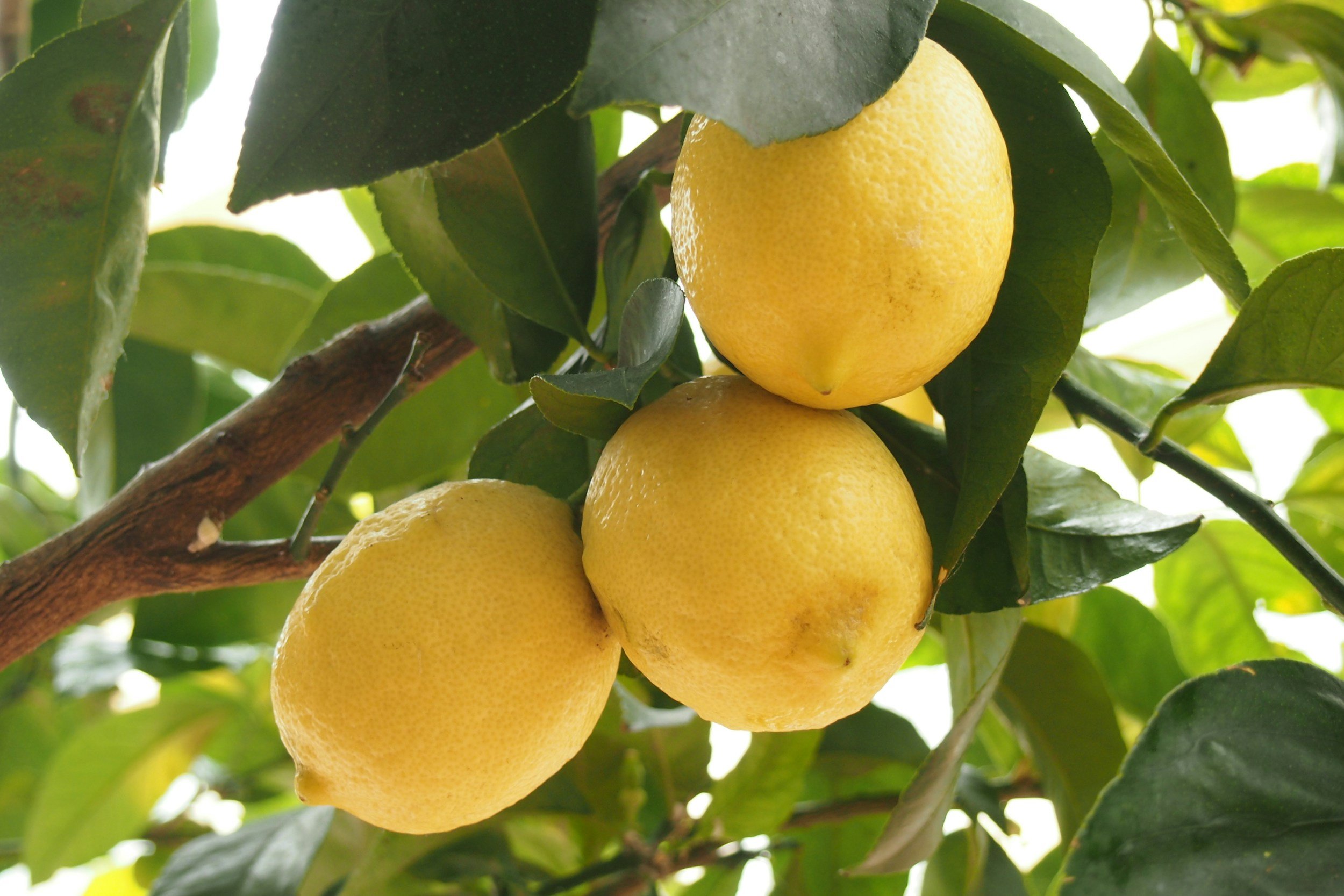 Lemon Airfreshner