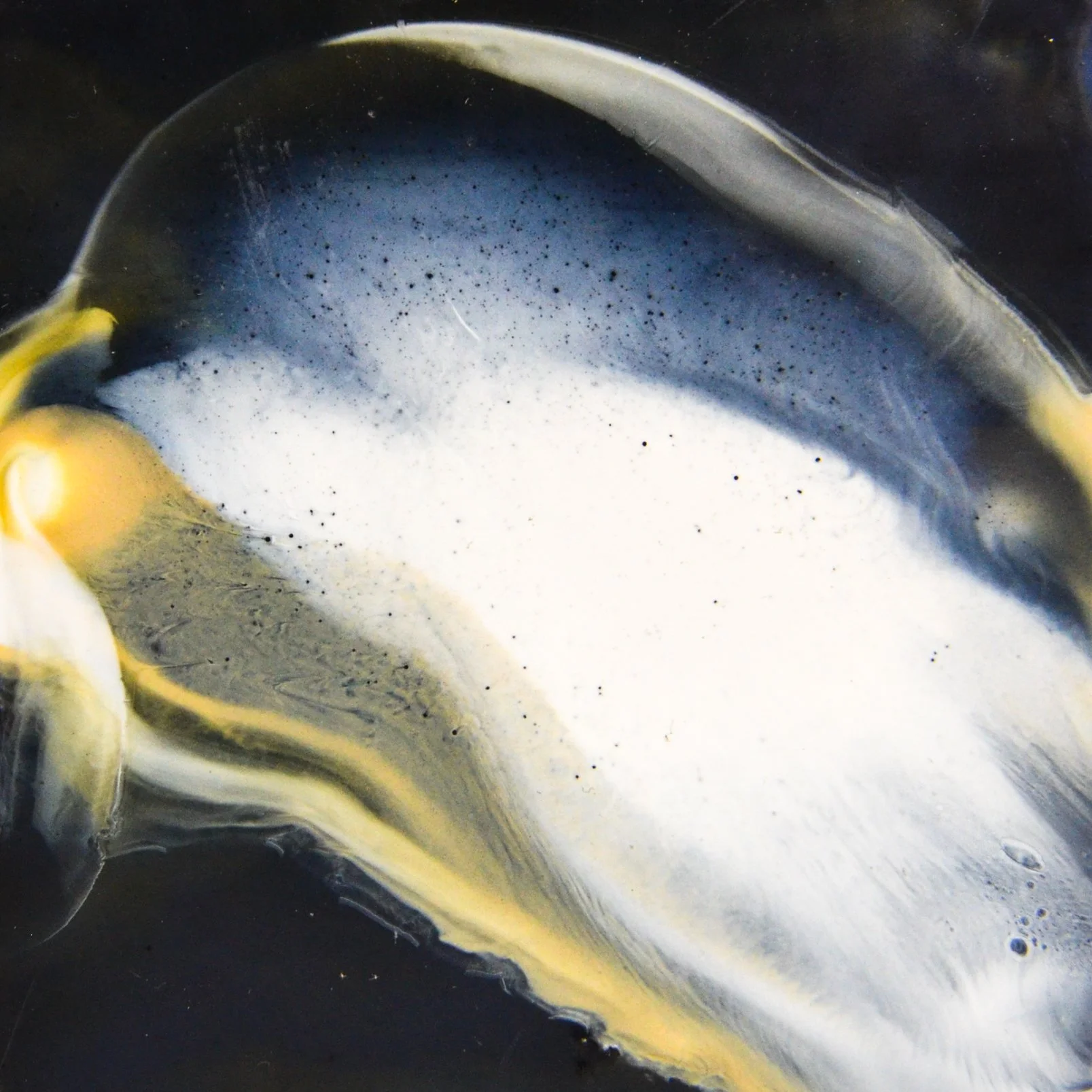 Encaustic Monotypes 2024 edited-45.jpg