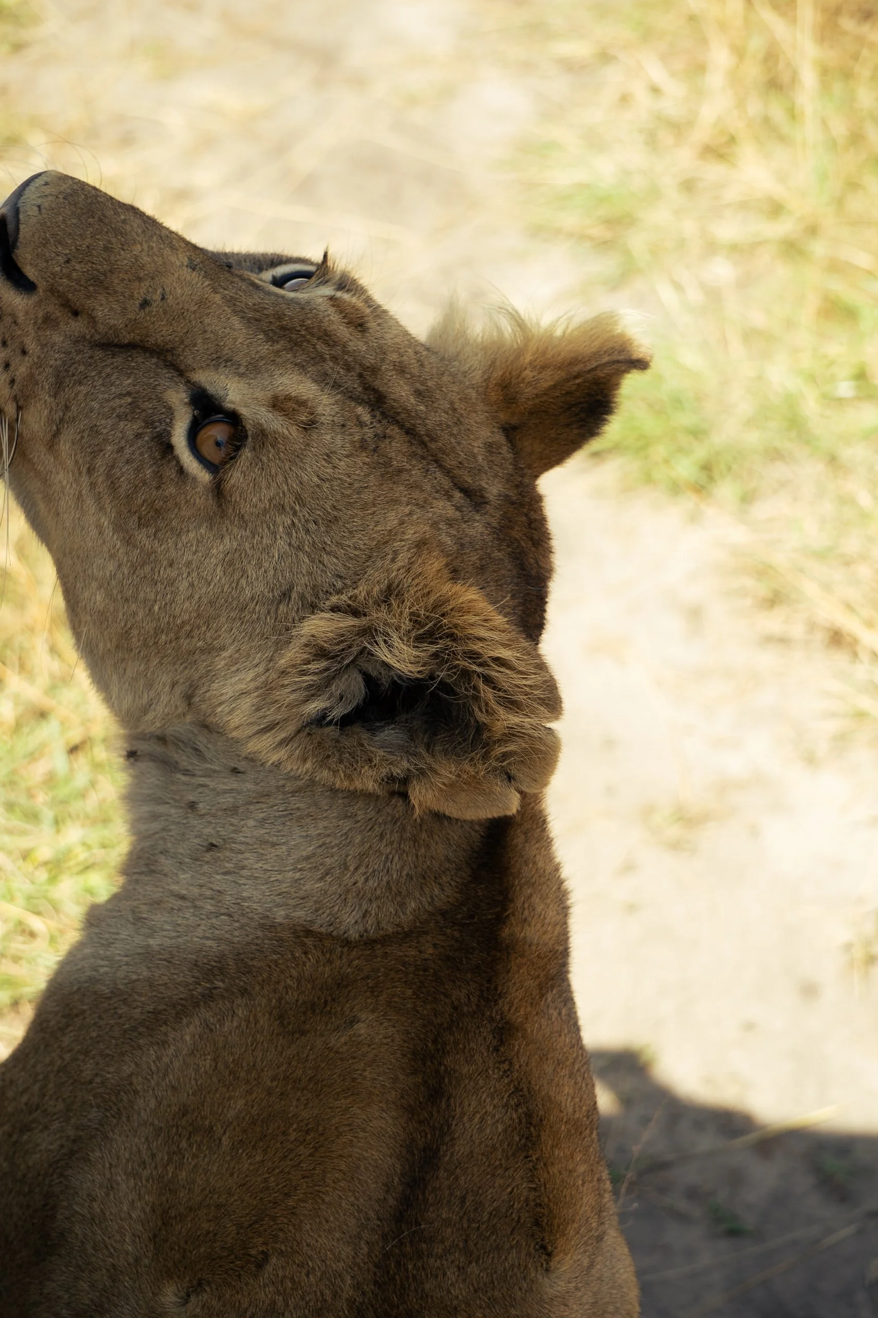 Maasai Mara, Kenya, March 2025