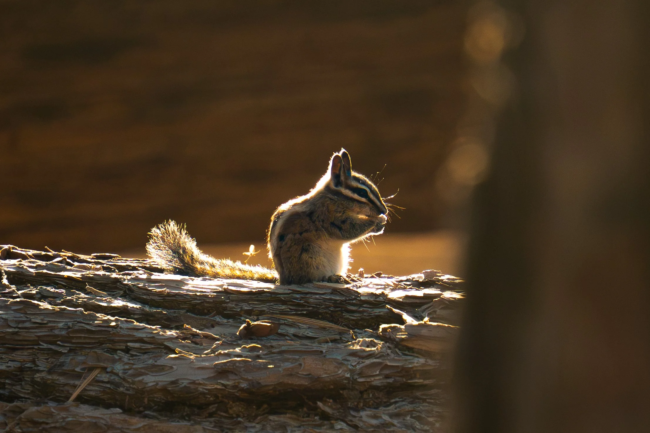 June 2026, Kings Canyon National Park, CA