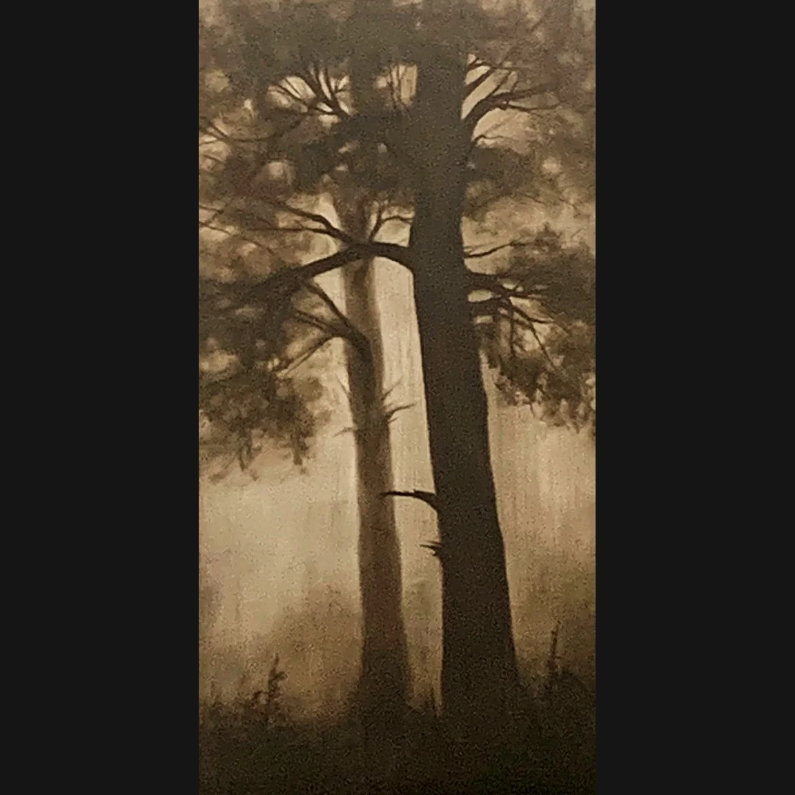 Through the Trees, 6x12, Oil on Gessoboard, Available with the Artist
