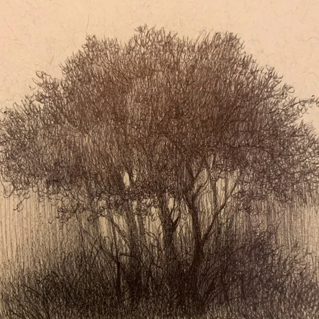 Trees in Mist, 3x3, Pen and Ink on Toned Paper