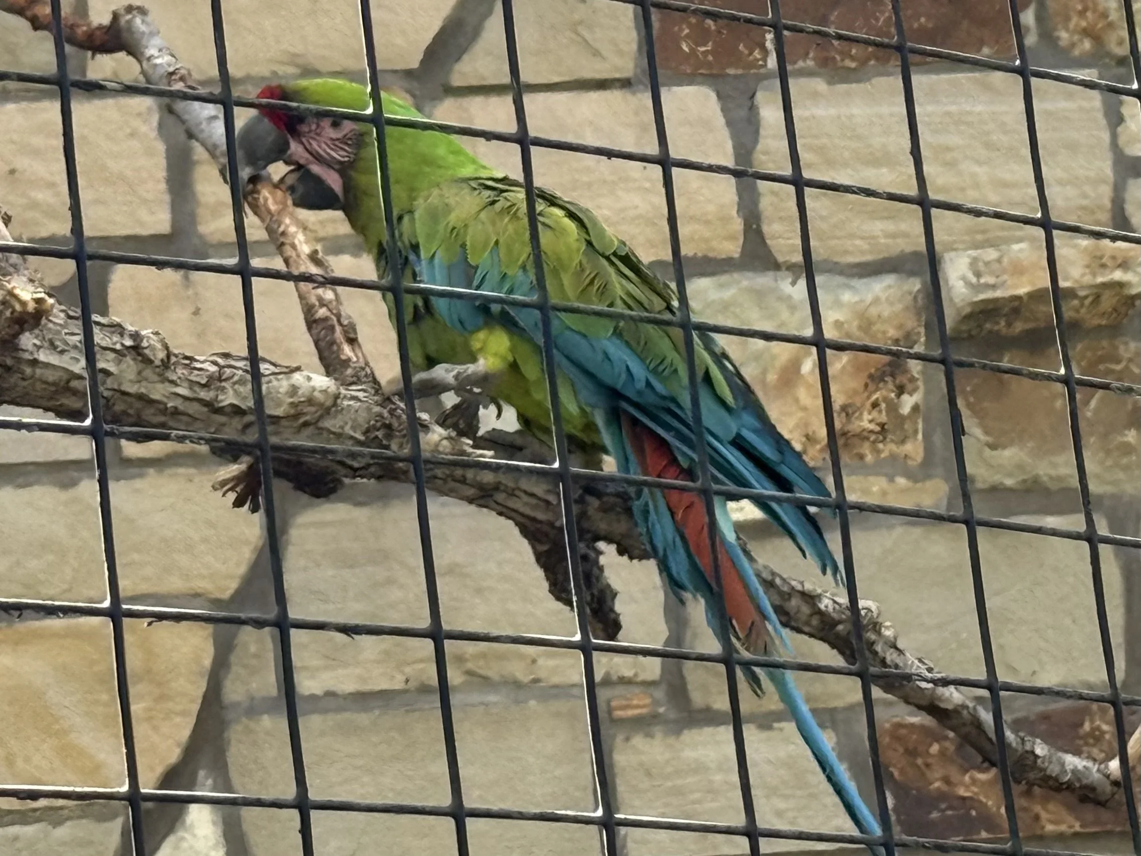 IMG_1111.jpeg