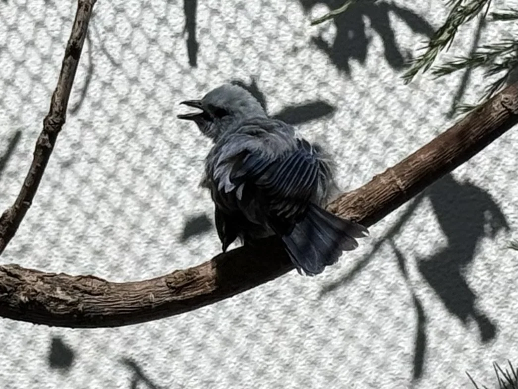 IMG_1043.jpeg