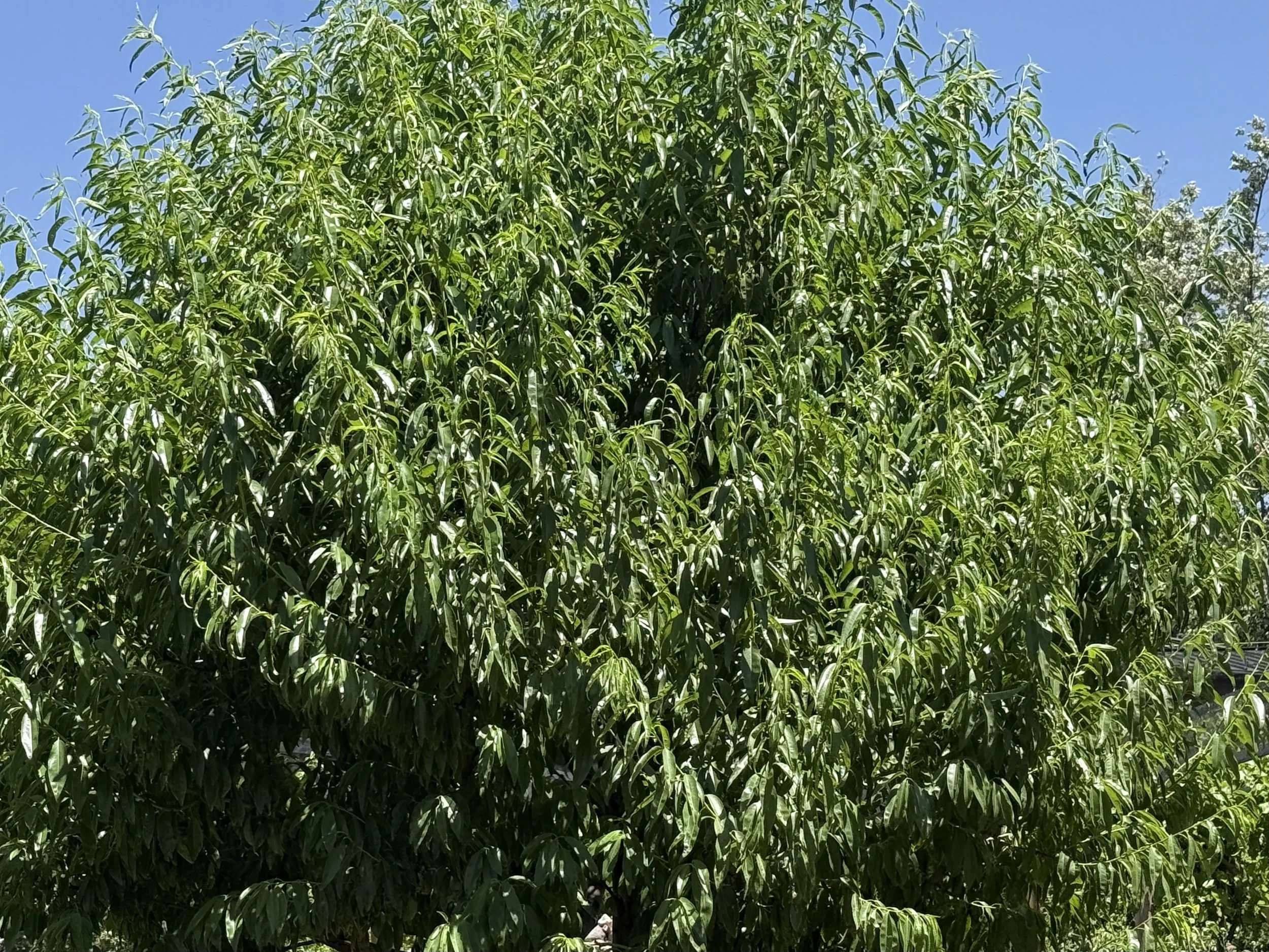 IMG_5978.jpeg
