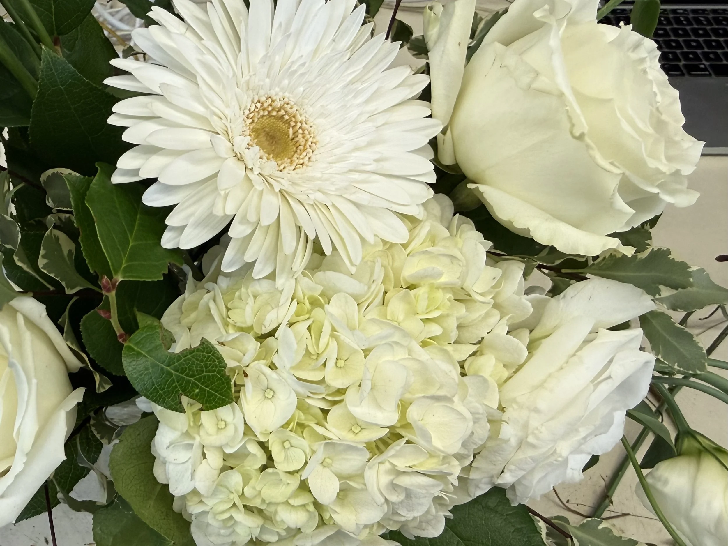 IMG_2343.jpeg