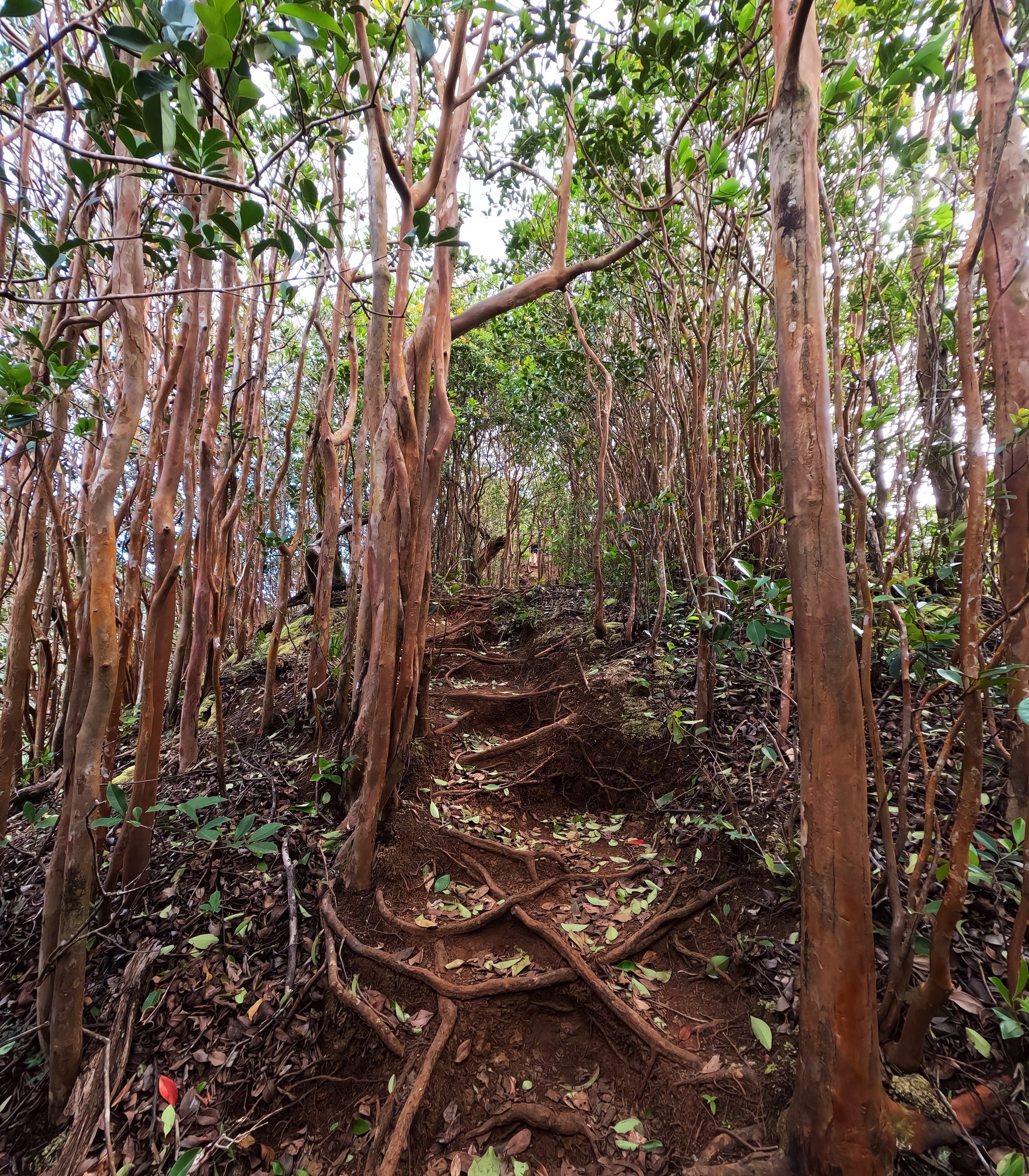 Into The Woods