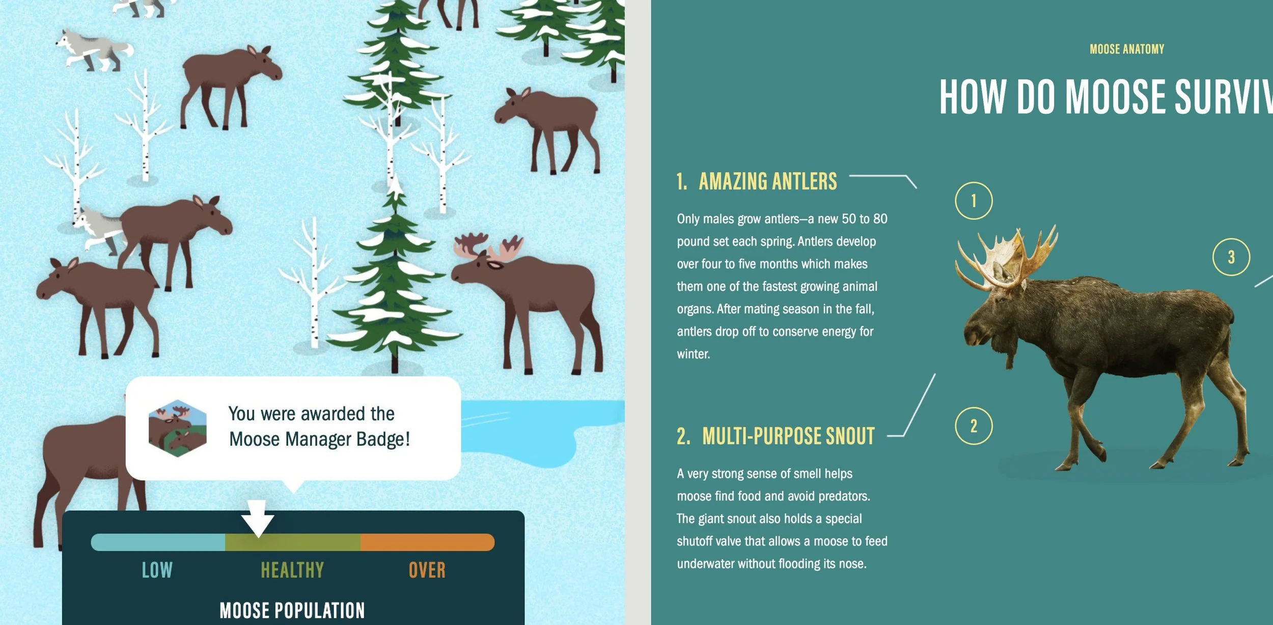 mn-zoo-moose-mission-crops-2up.jpg