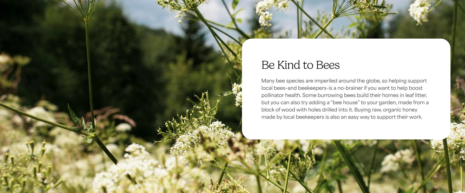 yogi-pollinator-block-blog.jpg