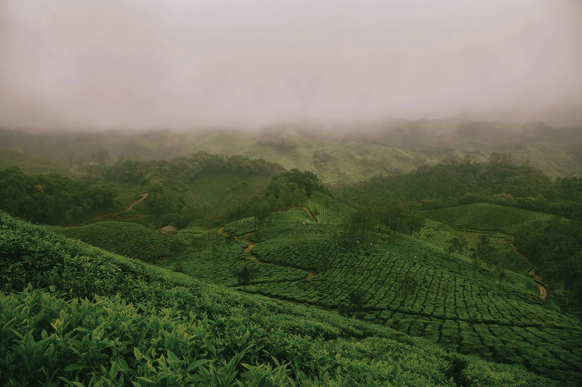 yogi-TeaField-ravi-pinisetti-ySQXoZLAsmc-unsplash-webres.jpg