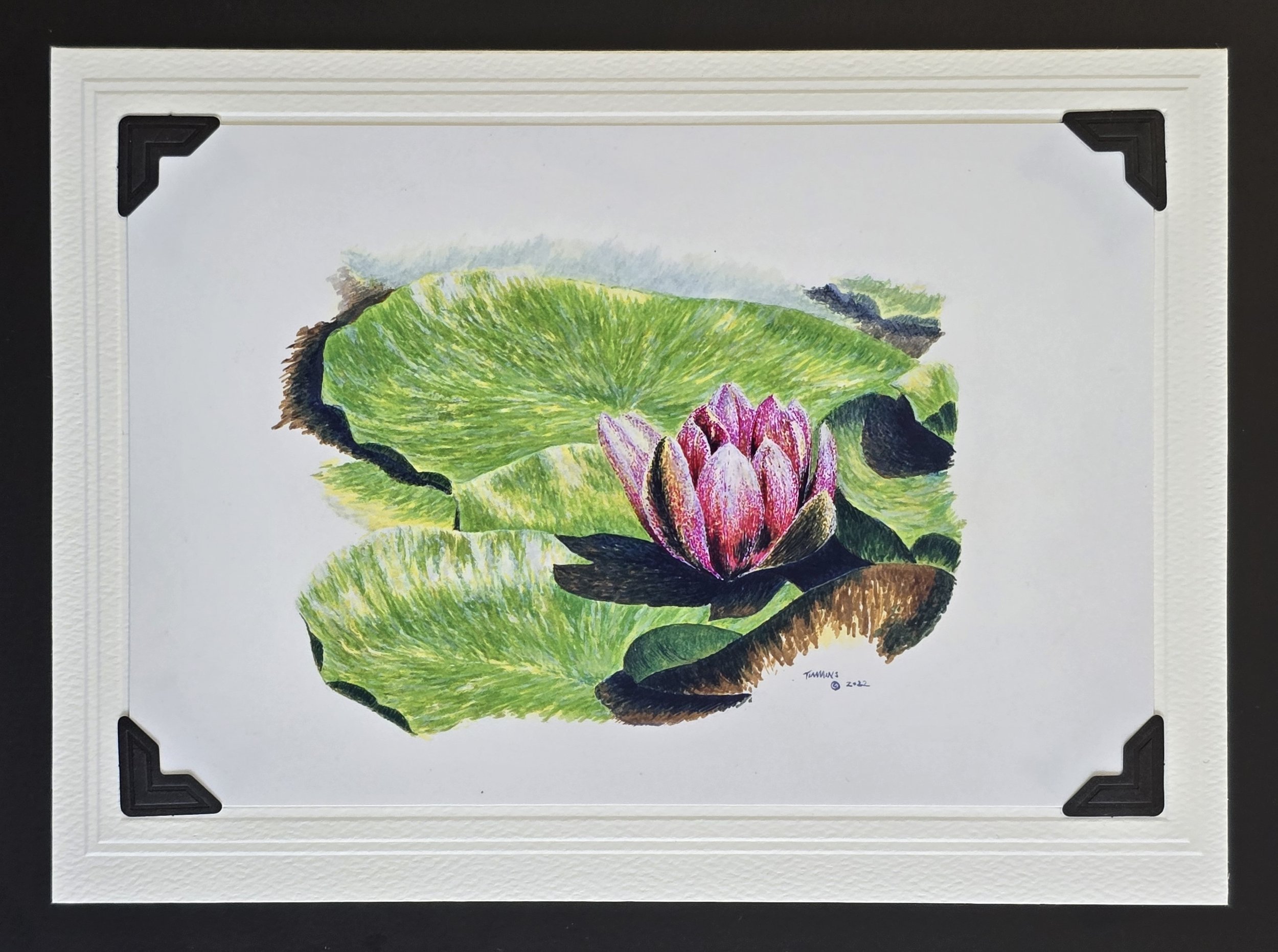 New Water Lily 2.jpg