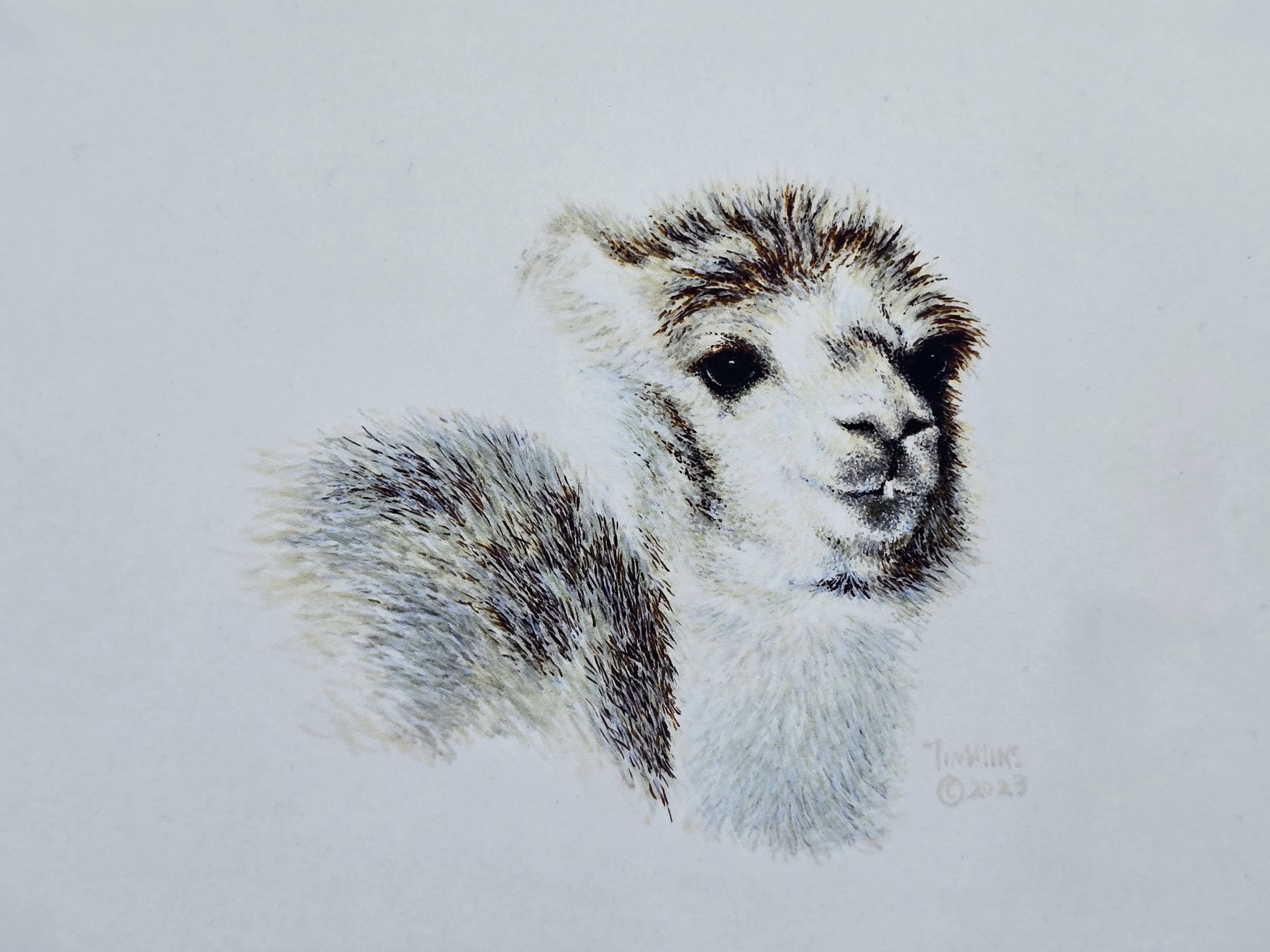 GOBI (Camel)