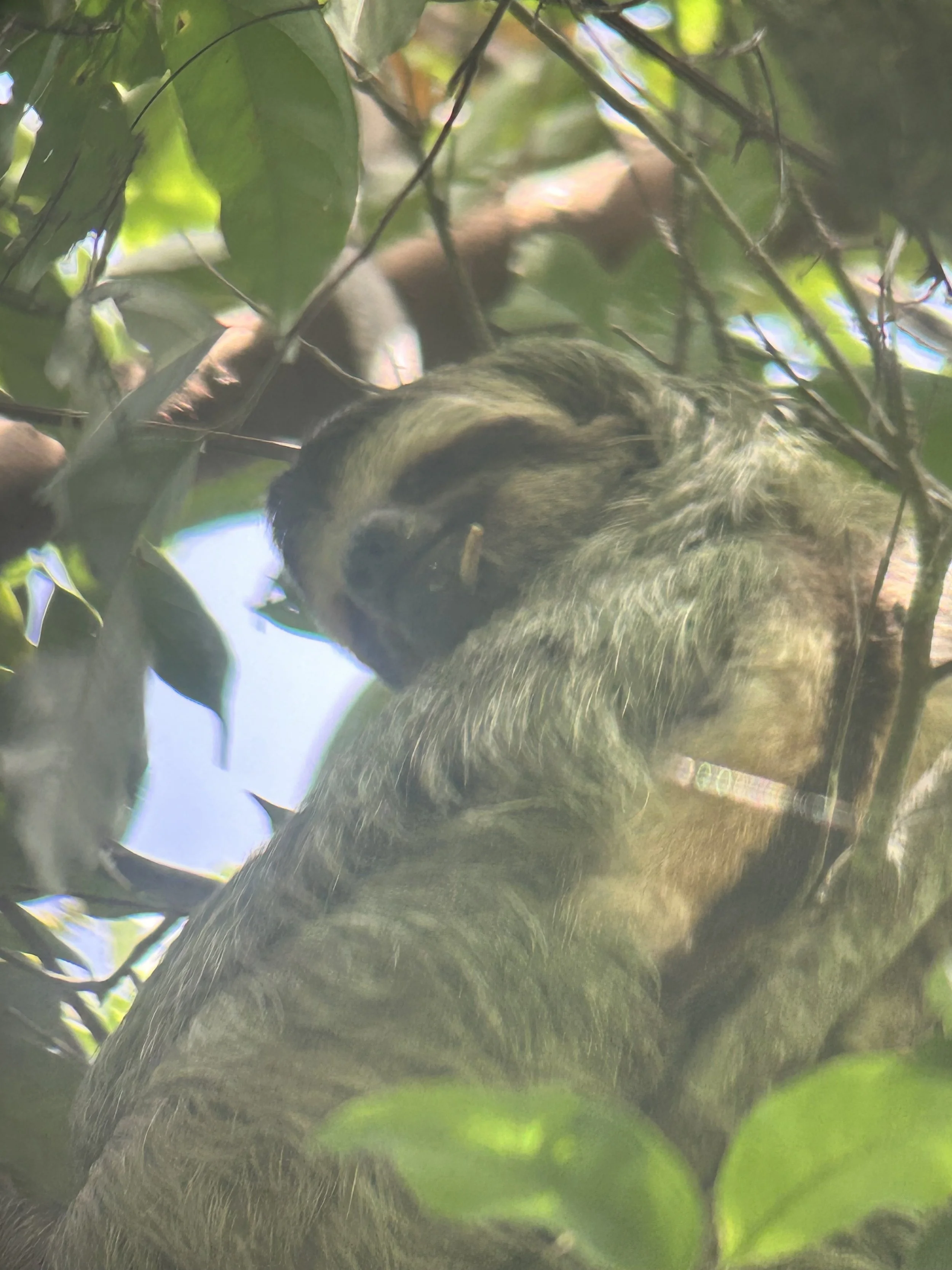 Sloth from Manuel Antonio National Park Afternoon Activity at retreat.