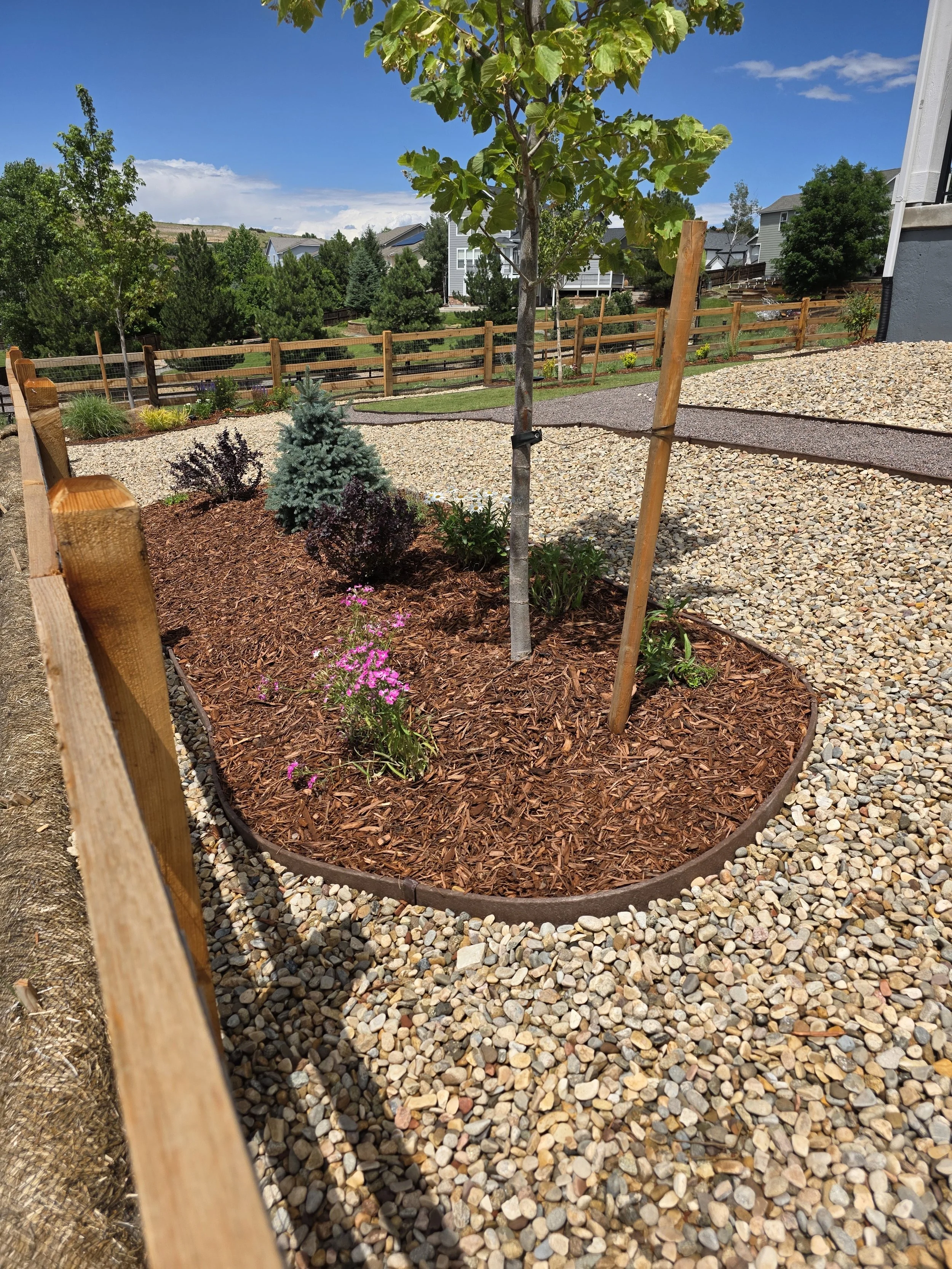 A landscaped yard with a young tree supported by wooden stakes, surrounded by mulch, small shrubs, and flowering plants, with a gravel pathway and a wooden fence, under a blue sky with some clouds.